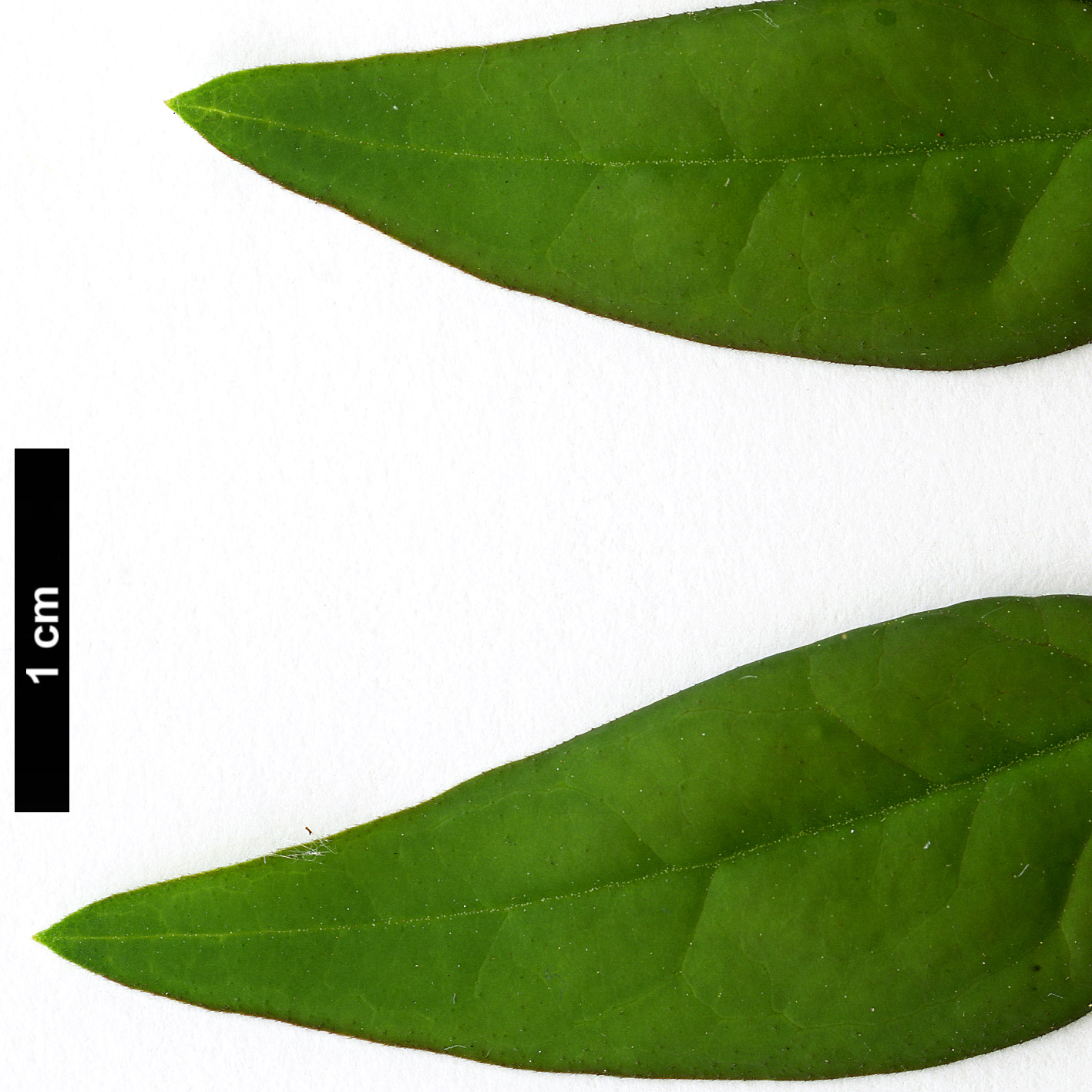 High resolution image: Family: Oleaceae - Genus: Jasminum - Taxon: humile High resolution image: Family: Oleaceae - Genus: Jasminum - Taxon: humile