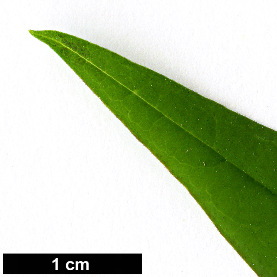 High resolution image: Family: Oleaceae - Genus: Jasminum - Taxon: humile High resolution image: Family: Oleaceae - Genus: Jasminum - Taxon: humile