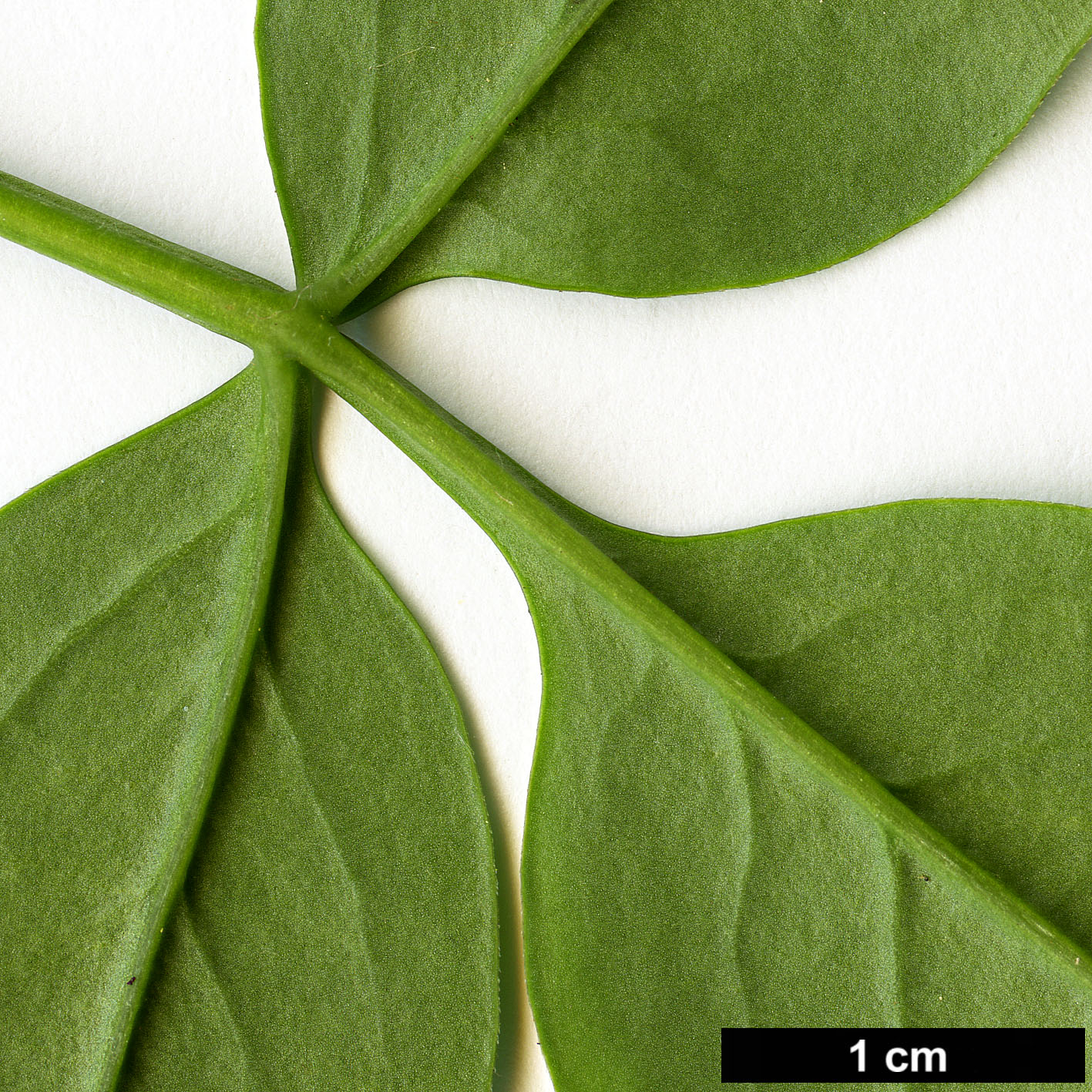 High resolution image: Family: Oleaceae - Genus: Jasminum - Taxon: humile High resolution image: Family: Oleaceae - Genus: Jasminum - Taxon: humile