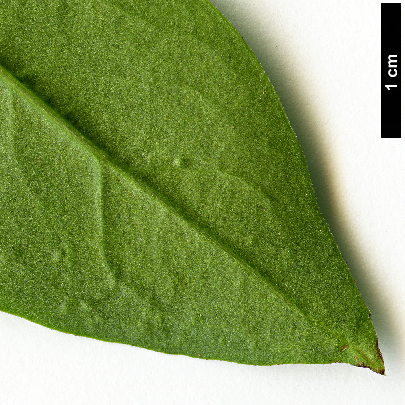 High resolution image: Family: Oleaceae - Genus: Jasminum - Taxon: humile High resolution image: Family: Oleaceae - Genus: Jasminum - Taxon: humile