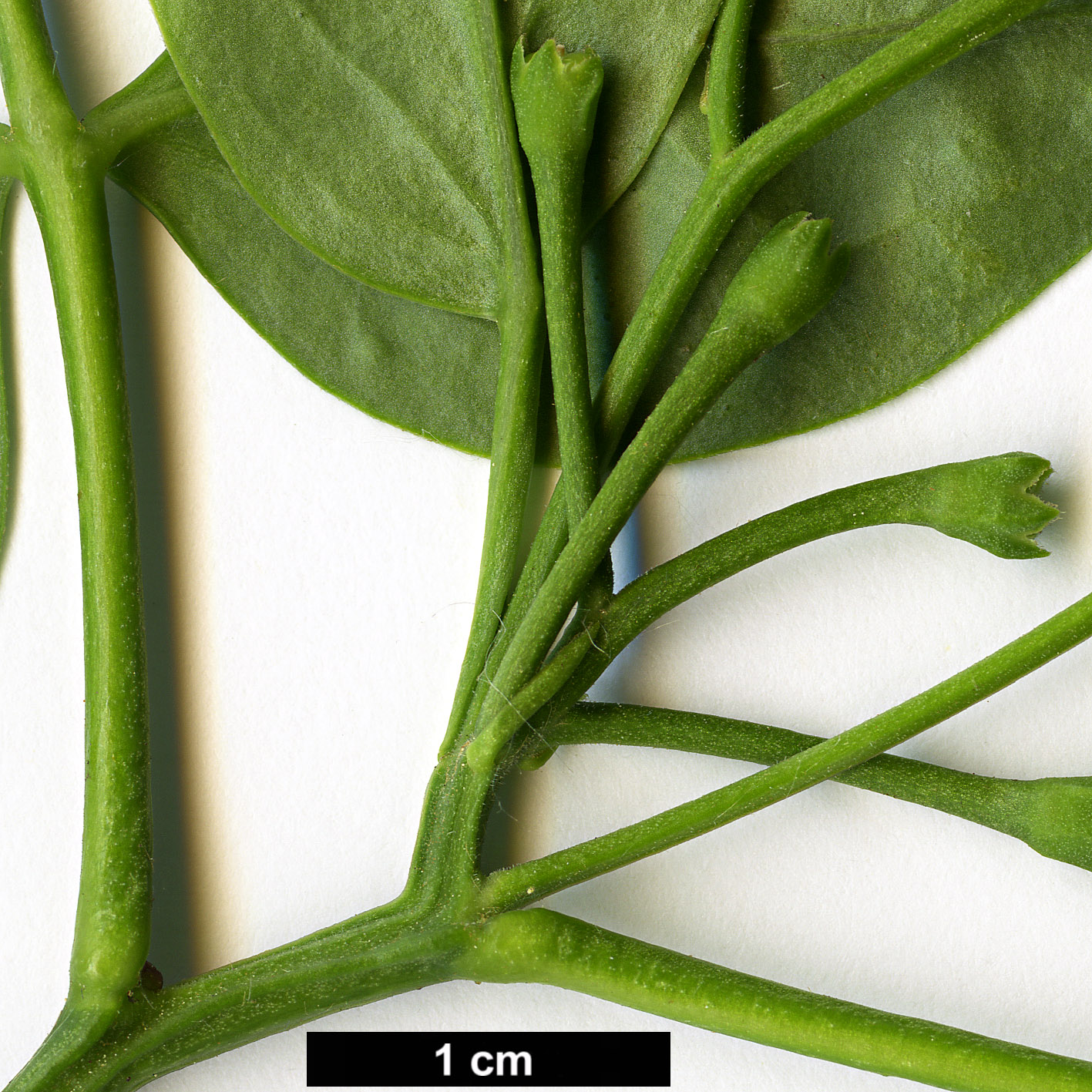 High resolution image: Family: Oleaceae - Genus: Jasminum - Taxon: humile