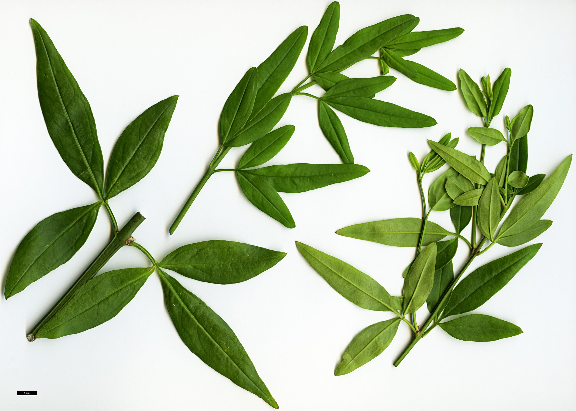 High resolution image: Family: Oleaceae - Genus: Jasminum - Taxon: mesnyi High resolution image: Family: Oleaceae - Genus: Jasminum - Taxon: mesnyi