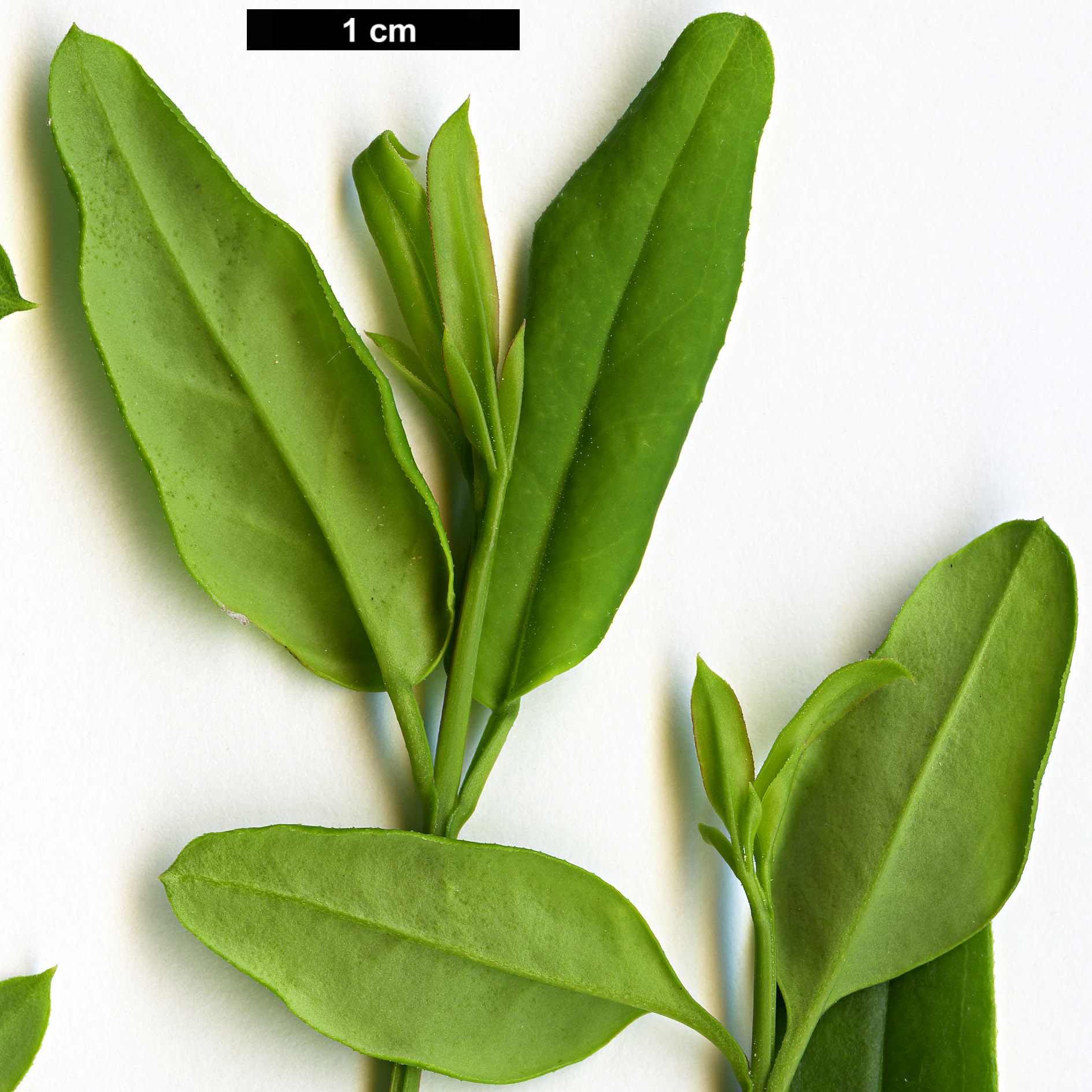 High resolution image: Family: Oleaceae - Genus: Jasminum - Taxon: mesnyi High resolution image: Family: Oleaceae - Genus: Jasminum - Taxon: mesnyi