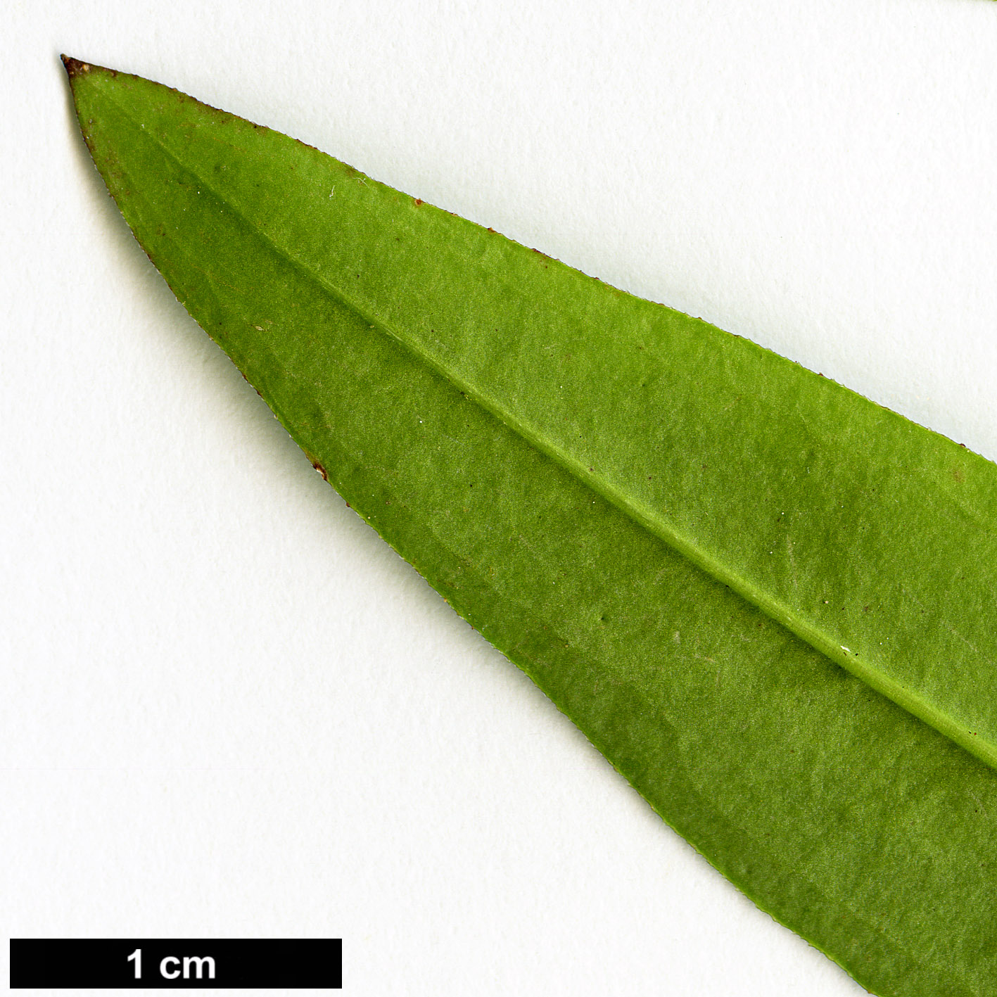 High resolution image: Family: Oleaceae - Genus: Jasminum - Taxon: mesnyi High resolution image: Family: Oleaceae - Genus: Jasminum - Taxon: mesnyi