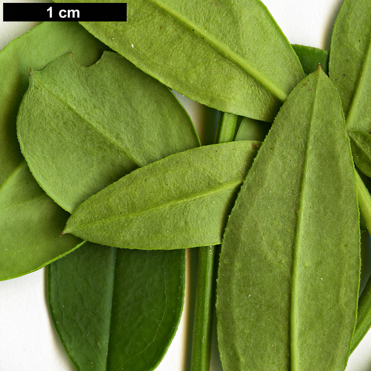 High resolution image: Family: Oleaceae - Genus: Jasminum - Taxon: mesnyi High resolution image: Family: Oleaceae - Genus: Jasminum - Taxon: mesnyi