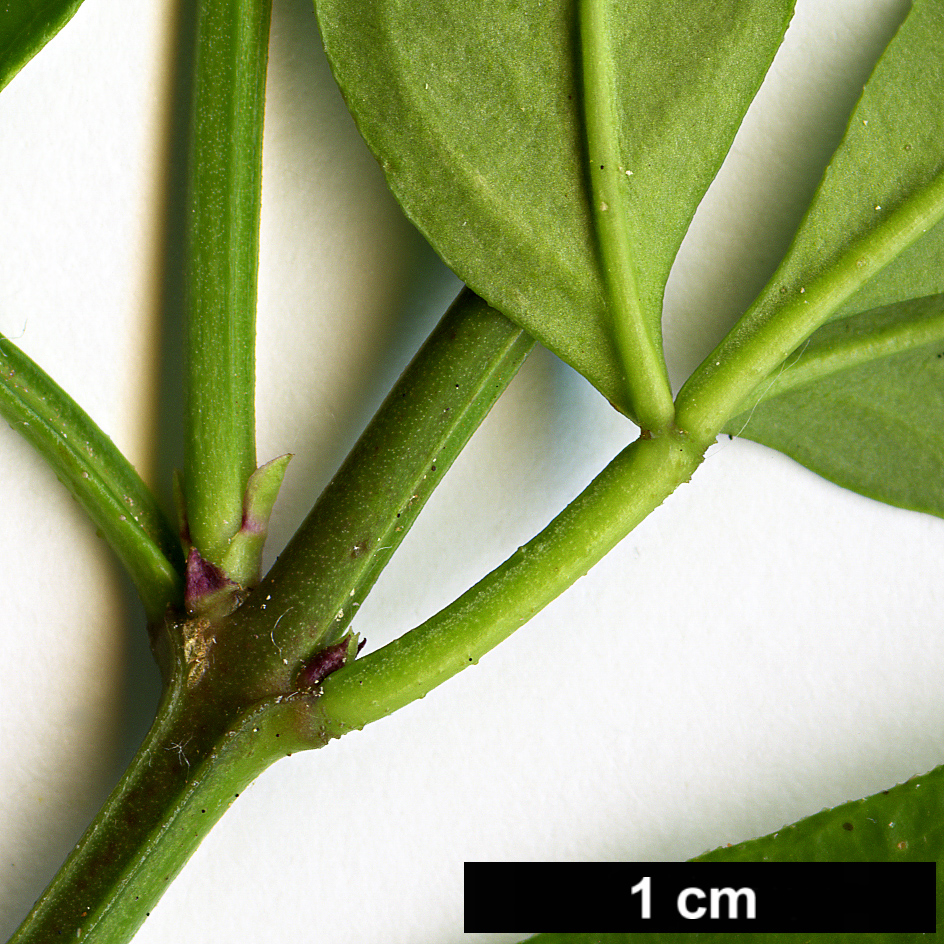 High resolution image: Family: Oleaceae - Genus: Jasminum - Taxon: mesnyi