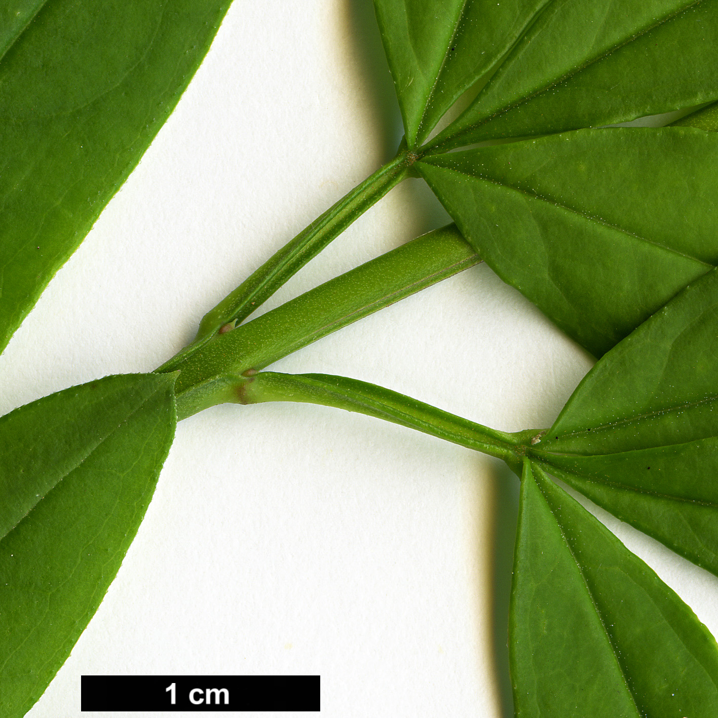 High resolution image: Family: Oleaceae - Genus: Jasminum - Taxon: mesnyi High resolution image: Family: Oleaceae - Genus: Jasminum - Taxon: mesnyi