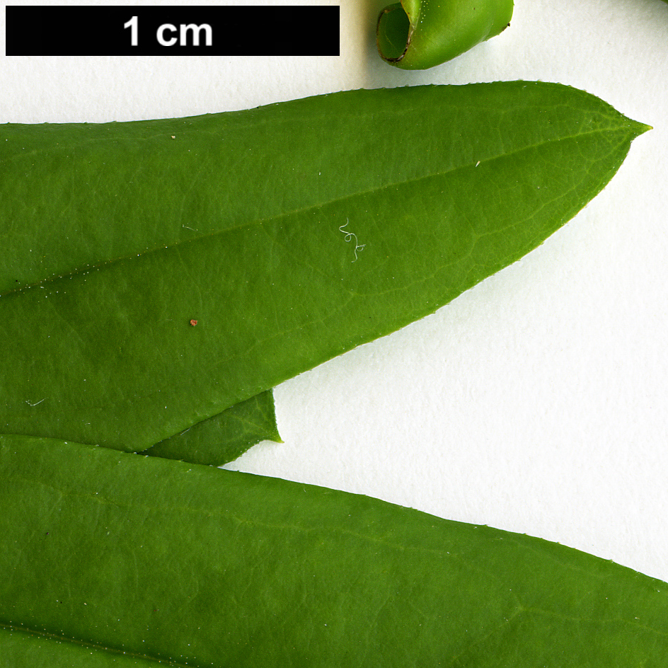 High resolution image: Family: Oleaceae - Genus: Jasminum - Taxon: mesnyi