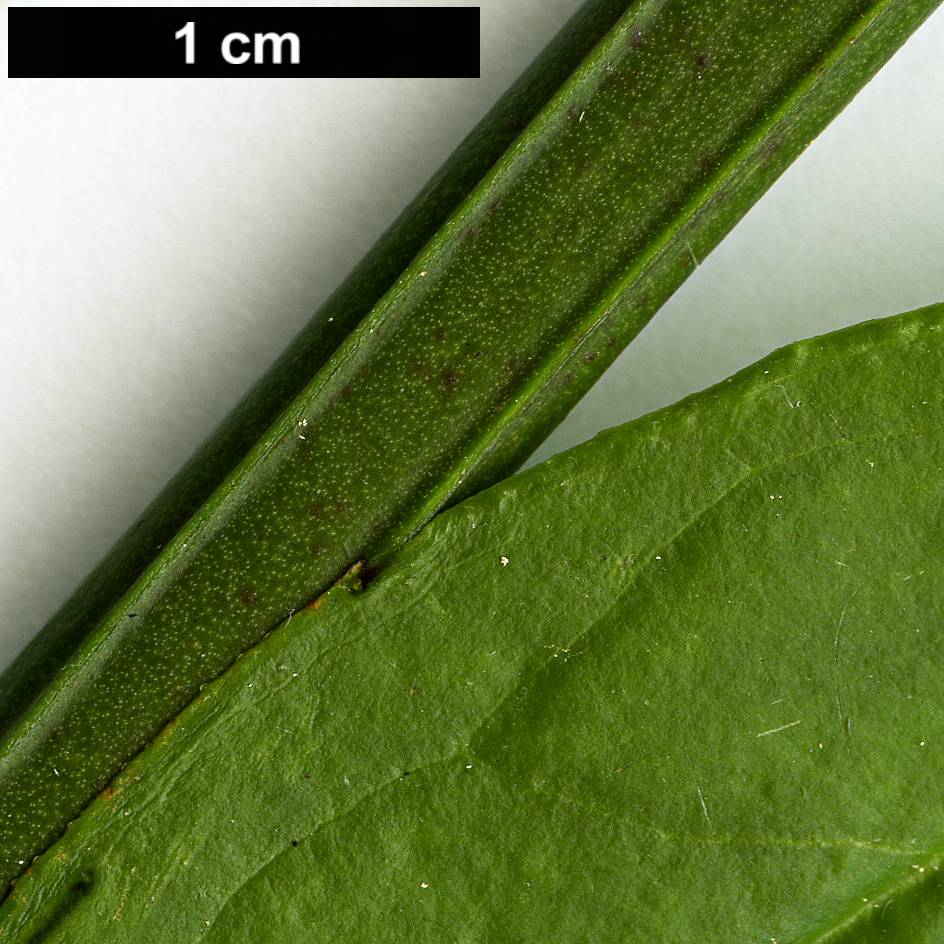 High resolution image: Family: Oleaceae - Genus: Jasminum - Taxon: mesnyi High resolution image: Family: Oleaceae - Genus: Jasminum - Taxon: mesnyi