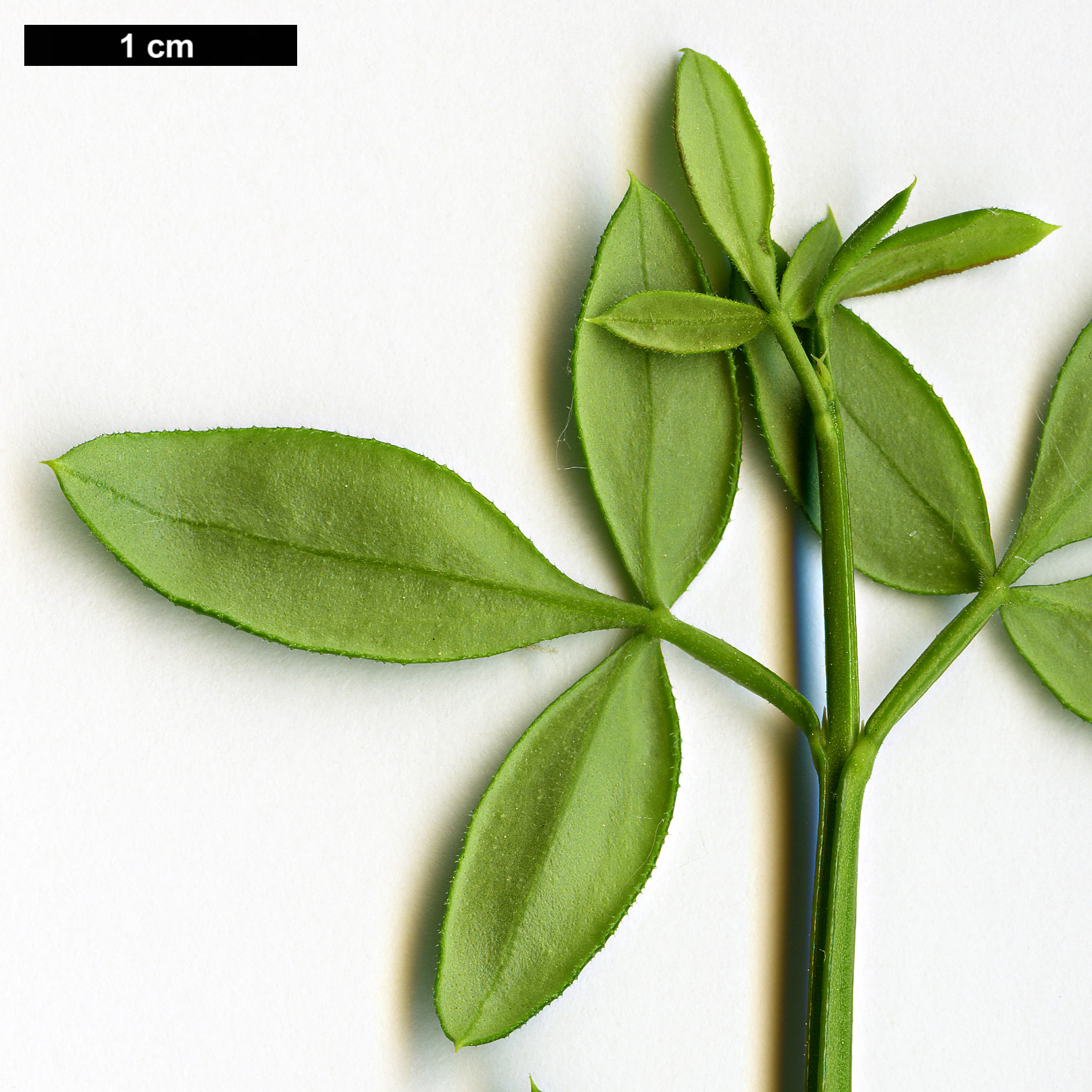 High resolution image: Family: Oleaceae - Genus: Jasminum - Taxon: nudiflorum