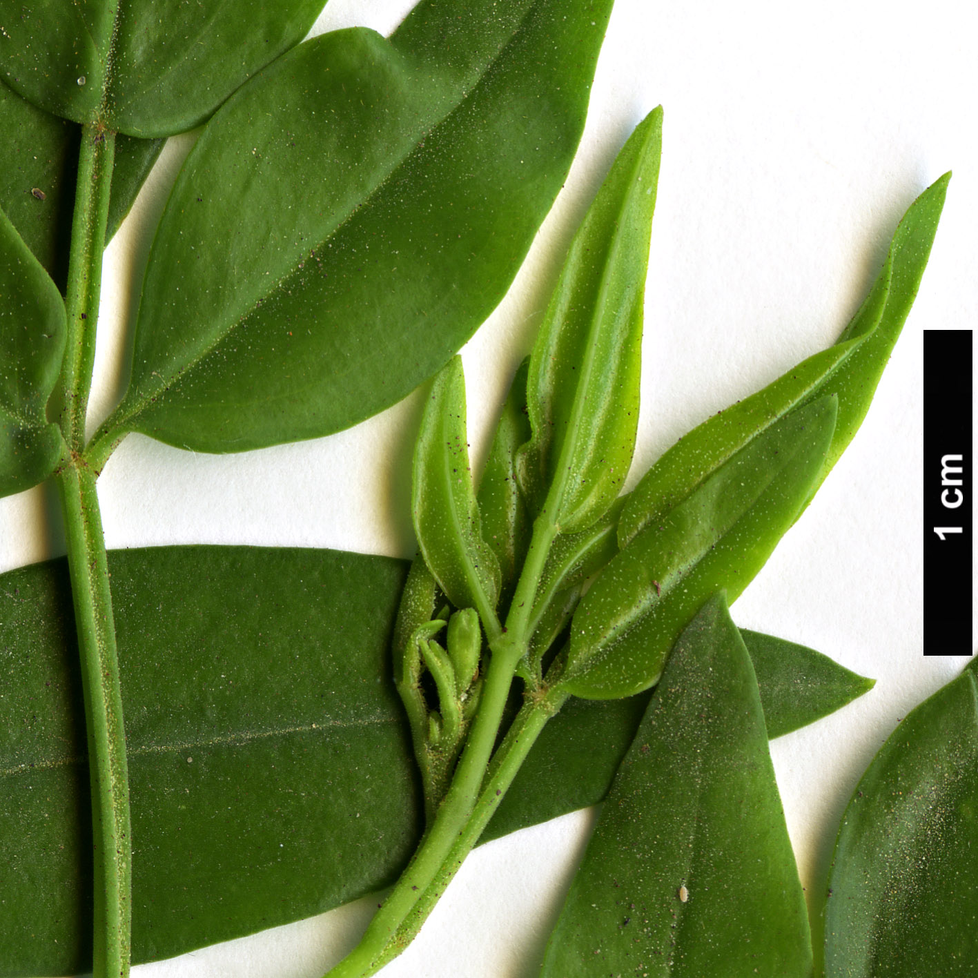 High resolution image: Family: Oleaceae - Genus: Jasminum - Taxon: odoratissimum High resolution image: Family: Oleaceae - Genus: Jasminum - Taxon: odoratissimum