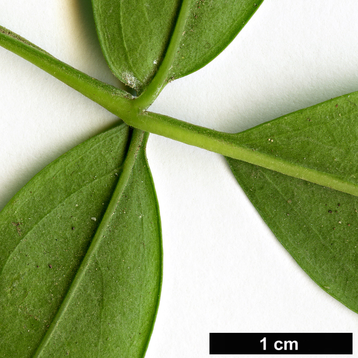 High resolution image: Family: Oleaceae - Genus: Jasminum - Taxon: odoratissimum High resolution image: Family: Oleaceae - Genus: Jasminum - Taxon: odoratissimum