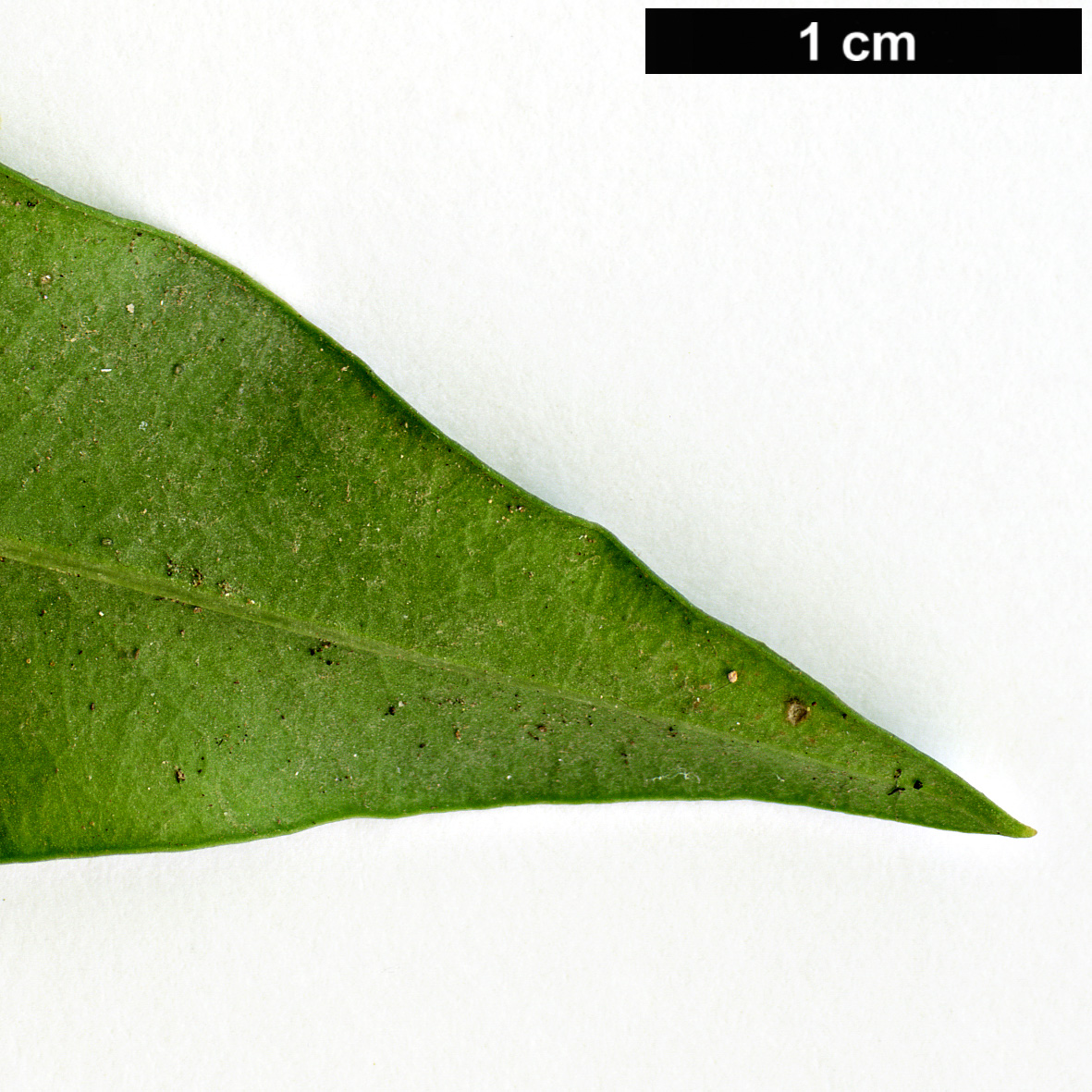 High resolution image: Family: Oleaceae - Genus: Jasminum - Taxon: odoratissimum High resolution image: Family: Oleaceae - Genus: Jasminum - Taxon: odoratissimum