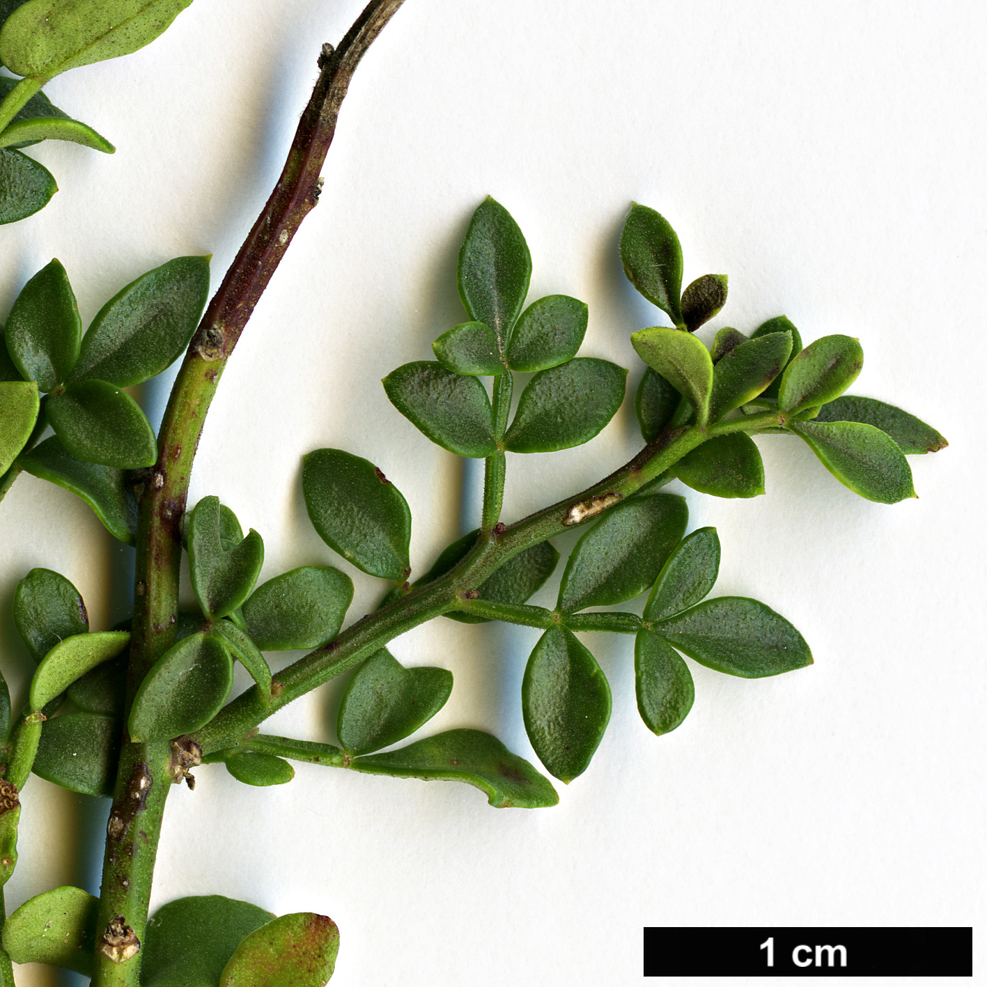 High resolution image: Family: Oleaceae - Genus: Jasminum - Taxon: parkeri