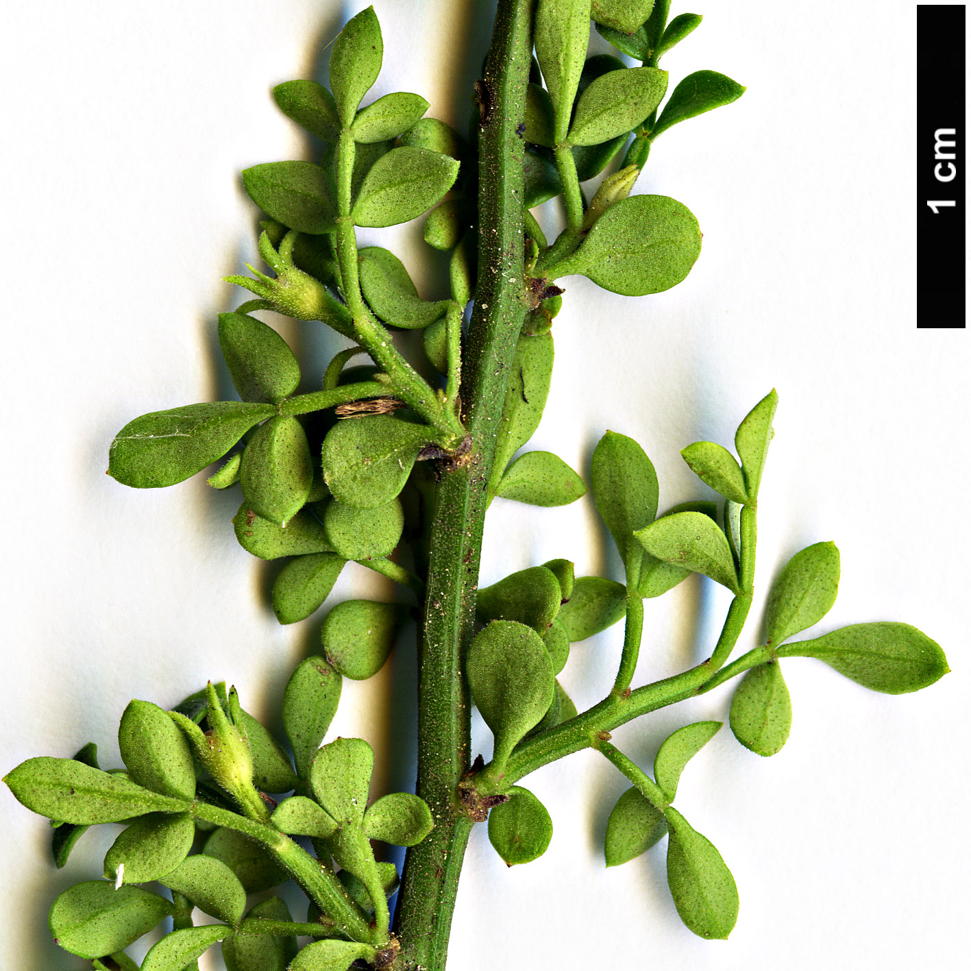High resolution image: Family: Oleaceae - Genus: Jasminum - Taxon: parkeri