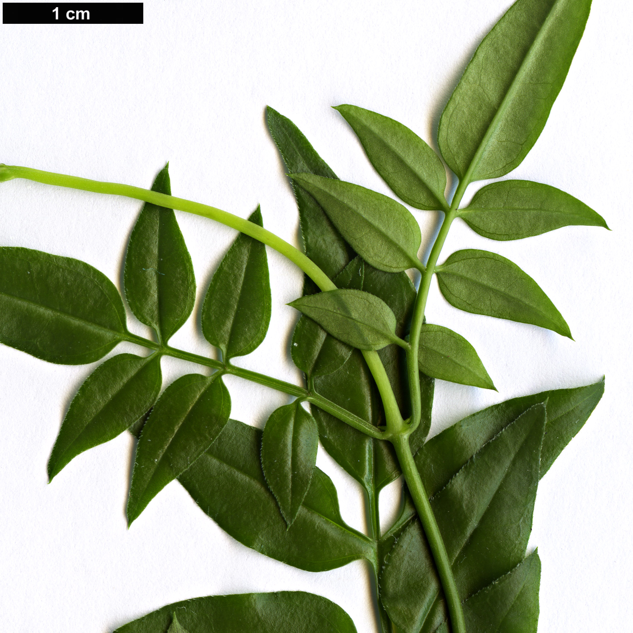 High resolution image: Family: Oleaceae - Genus: Jasminum - Taxon: polyanthum