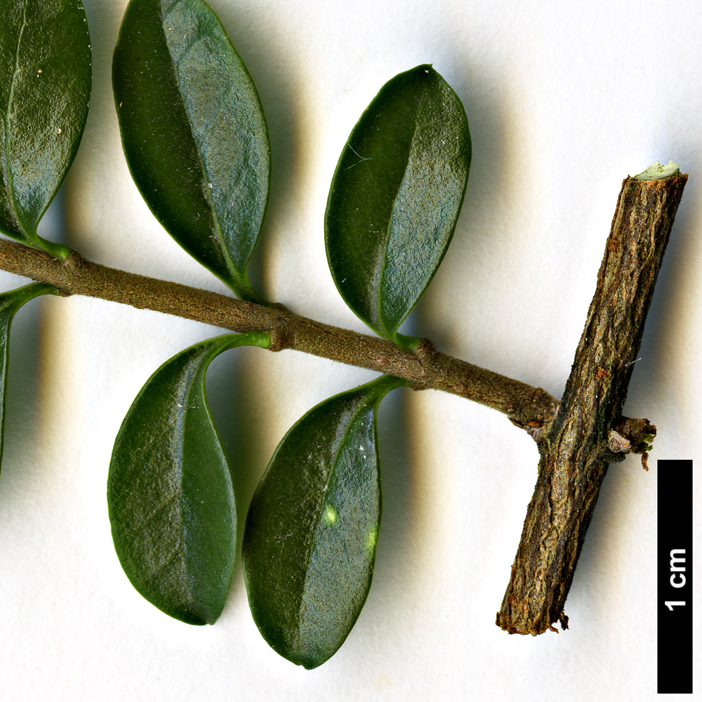 High resolution image: Family: Oleaceae - Genus: Ligustrum - Taxon: delavayanum High resolution image: Family: Oleaceae - Genus: Ligustrum - Taxon: delavayanum