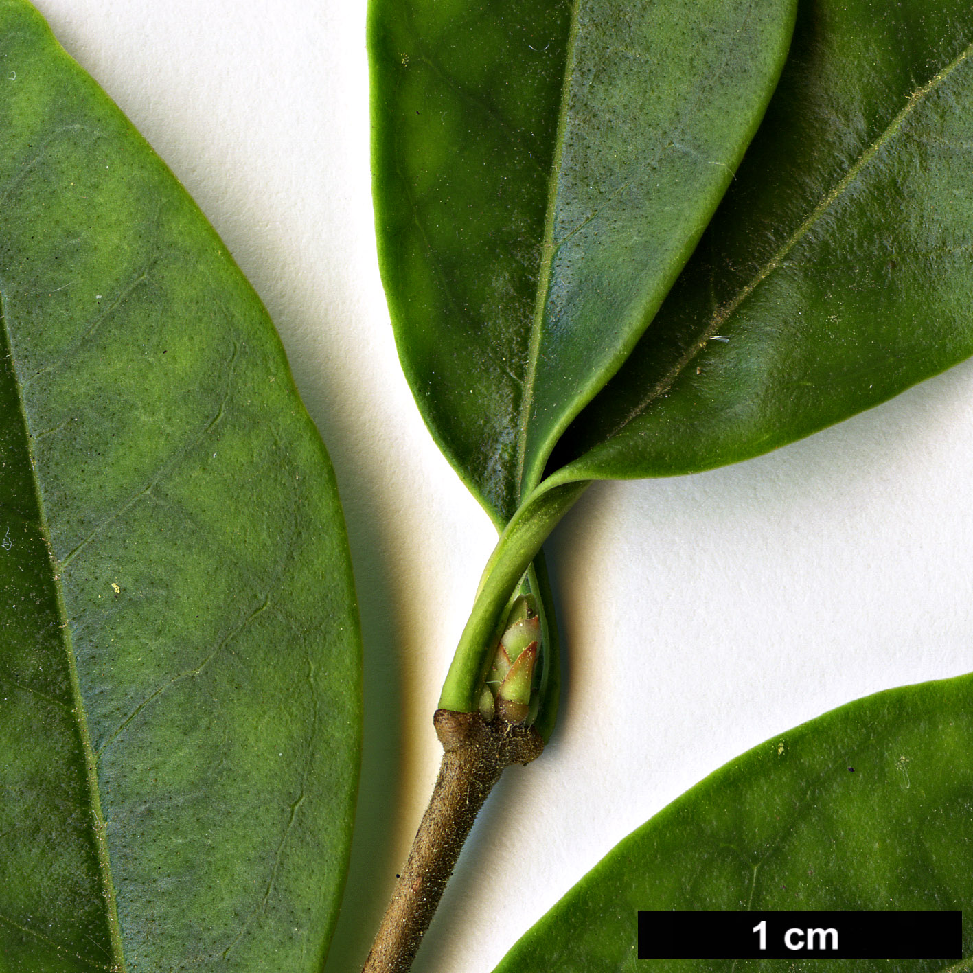 High resolution image: Family: Oleaceae - Genus: Ligustrum - Taxon: delavayanum High resolution image: Family: Oleaceae - Genus: Ligustrum - Taxon: delavayanum