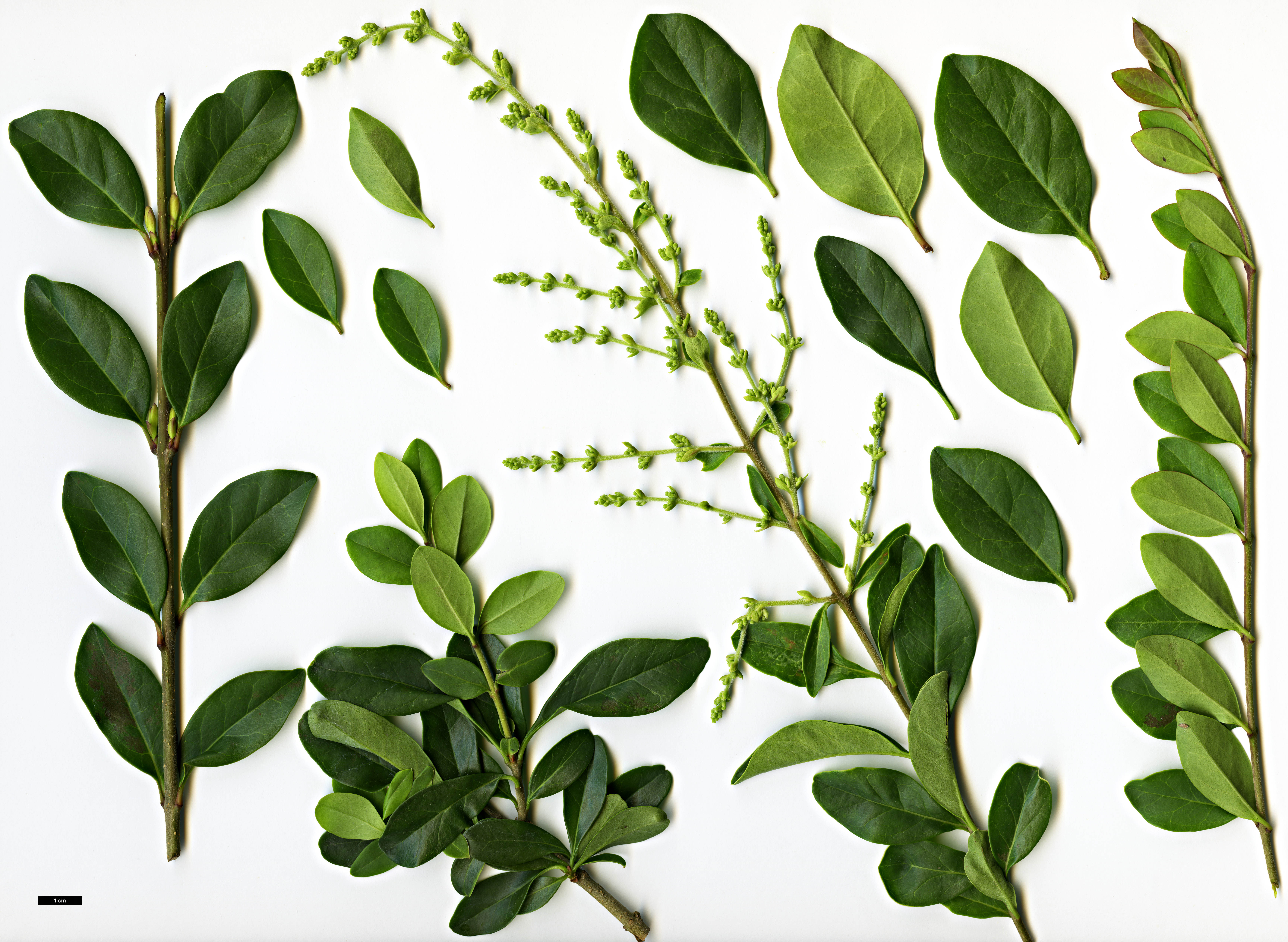 High resolution image: Family: Oleaceae - Genus: Ligustrum - Taxon: delavayanum High resolution image: Family: Oleaceae - Genus: Ligustrum - Taxon: delavayanum