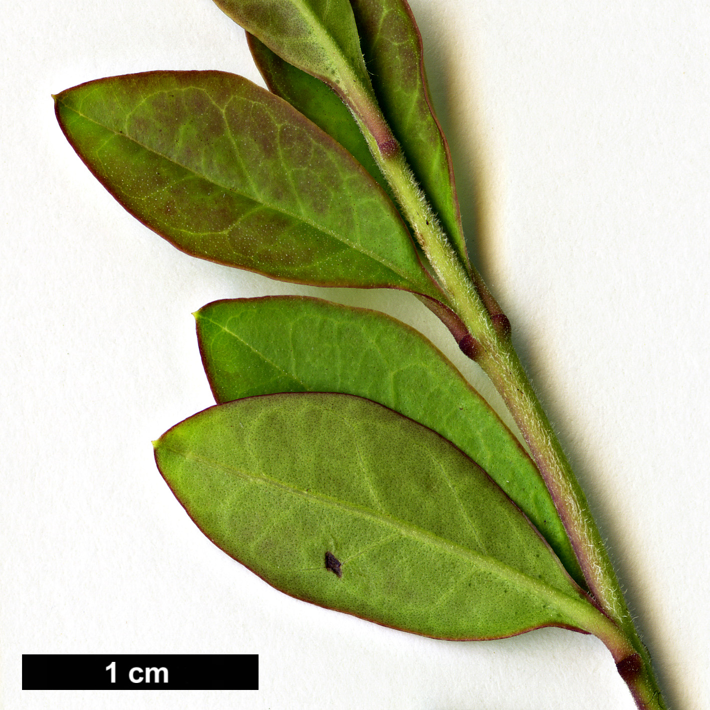 High resolution image: Family: Oleaceae - Genus: Ligustrum - Taxon: delavayanum High resolution image: Family: Oleaceae - Genus: Ligustrum - Taxon: delavayanum