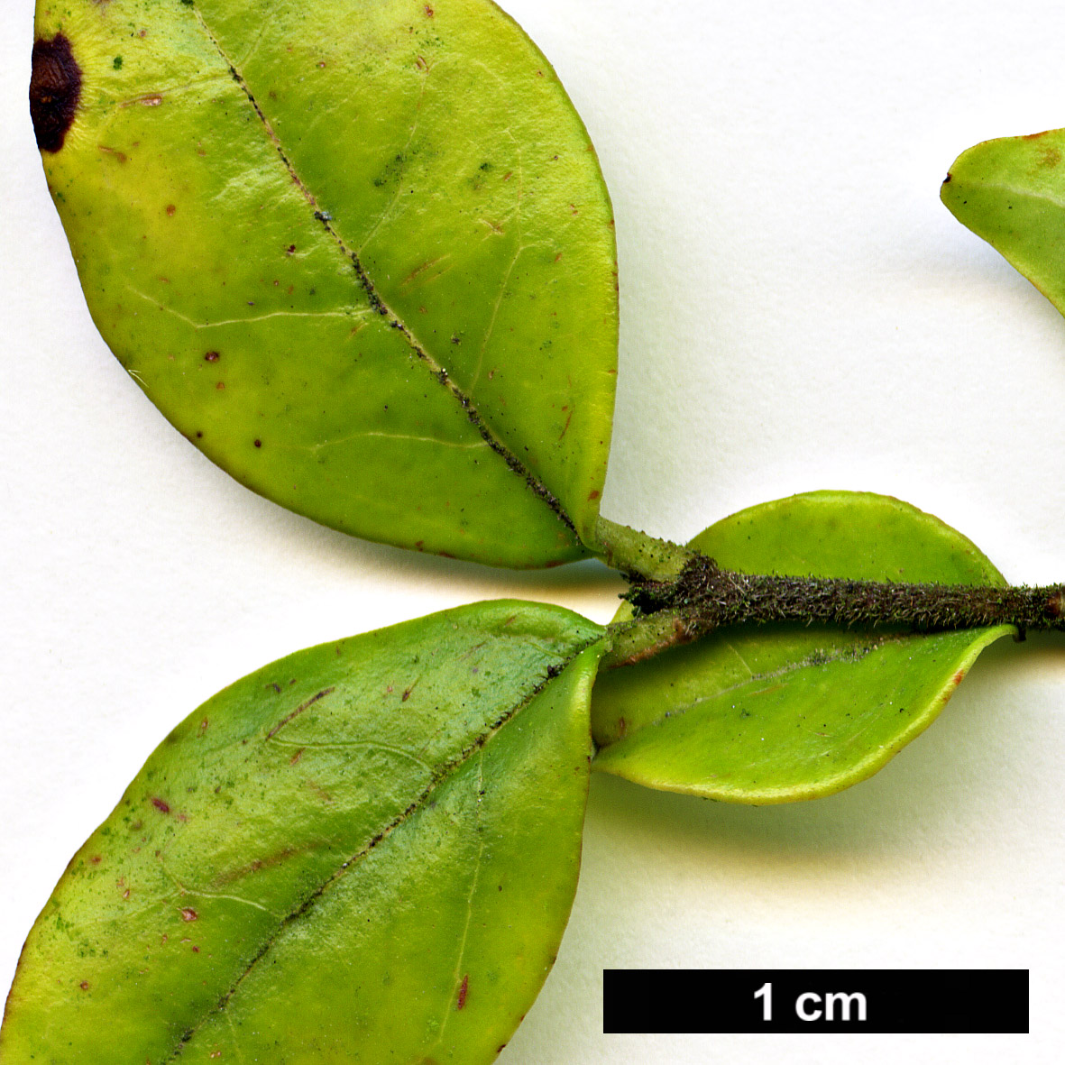 High resolution image: Family: Oleaceae - Genus: Ligustrum - Taxon: henryi