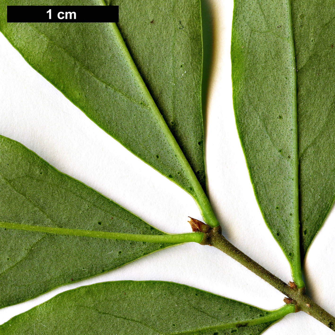 High resolution image: Family: Oleaceae - Genus: Ligustrum - Taxon: ibota