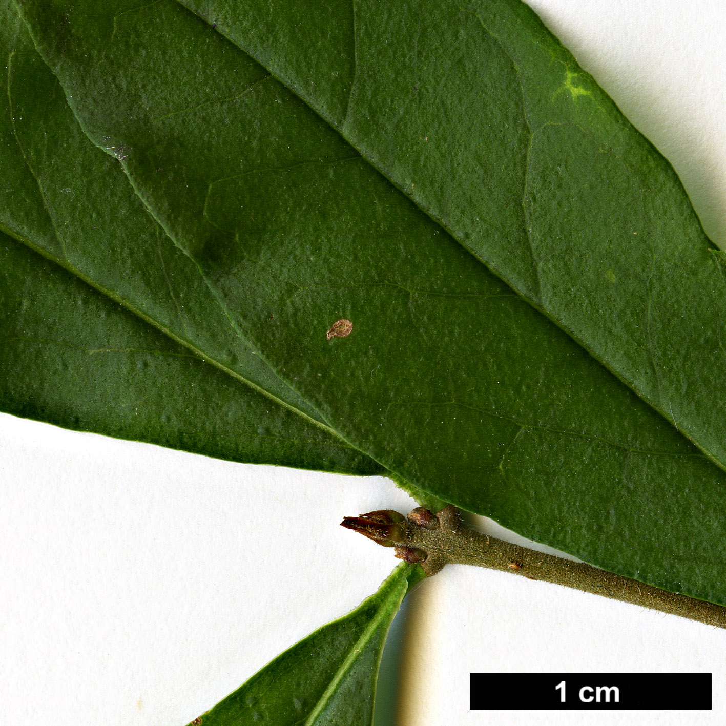 High resolution image: Family: Oleaceae - Genus: Ligustrum - Taxon: ibota