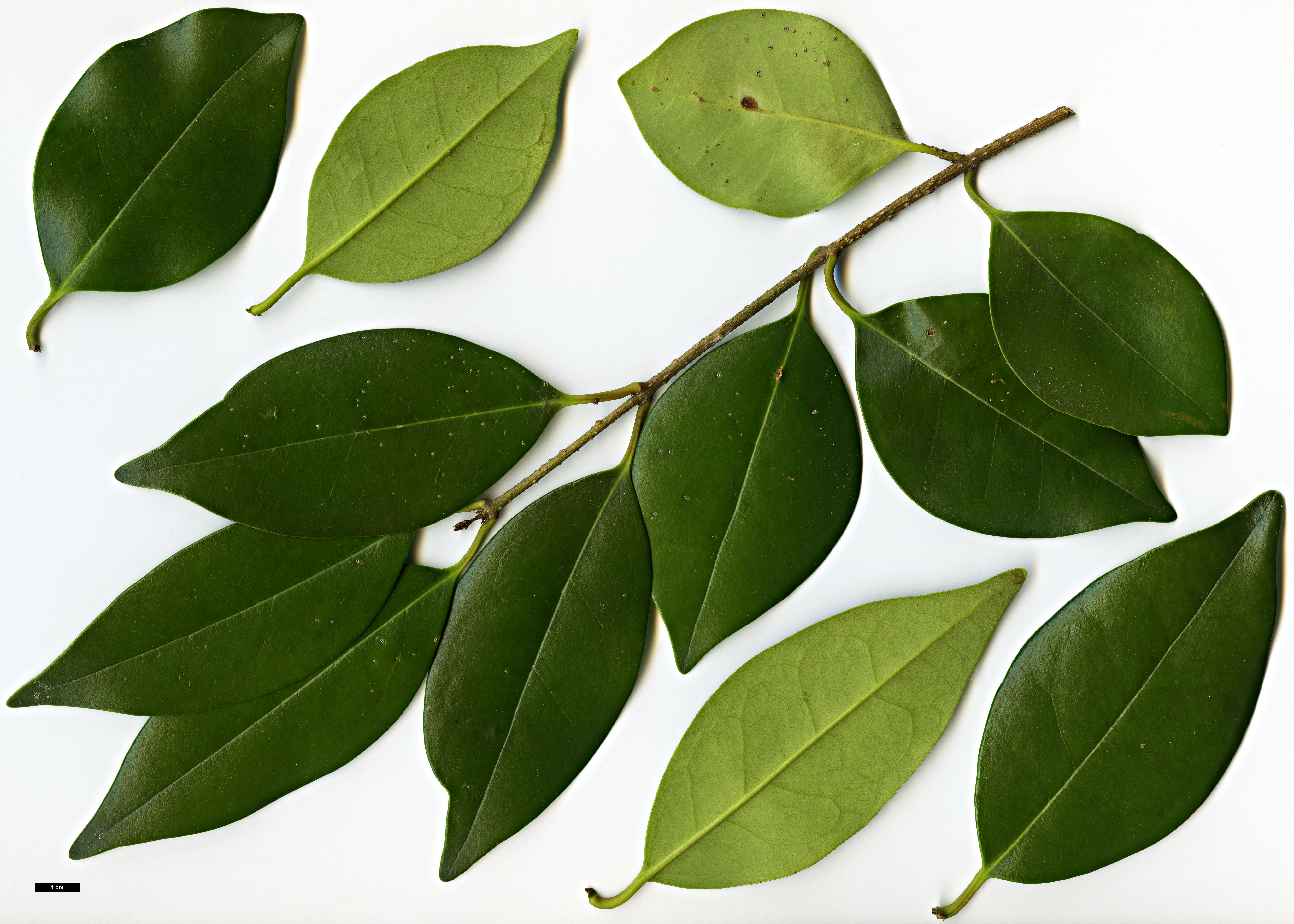 High resolution image: Family: Oleaceae - Genus: Ligustrum - Taxon: japonicum