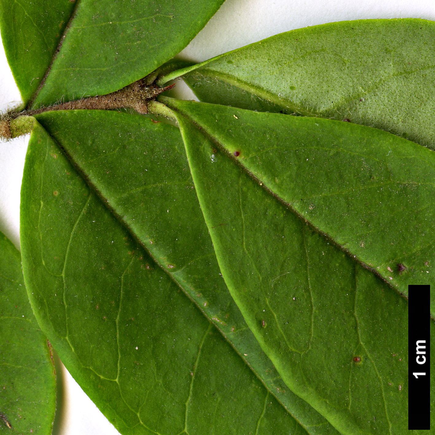 High resolution image: Family: Oleaceae - Genus: Ligustrum - Taxon: leucanthum