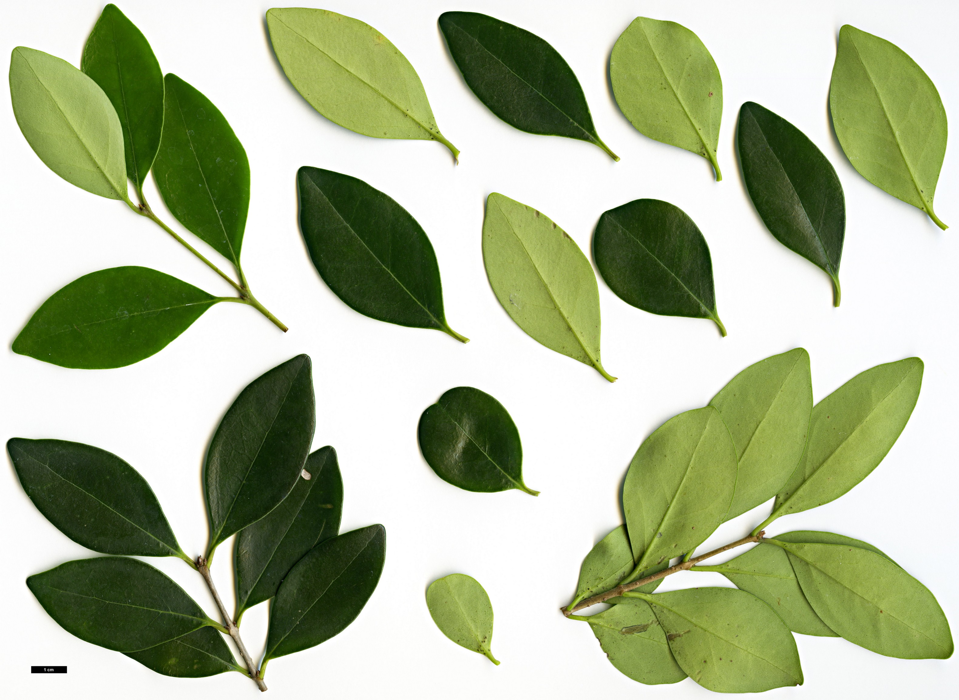 High resolution image: Family: Oleaceae - Genus: Ligustrum - Taxon: liukiuense High resolution image: Family: Oleaceae - Genus: Ligustrum - Taxon: liukiuense