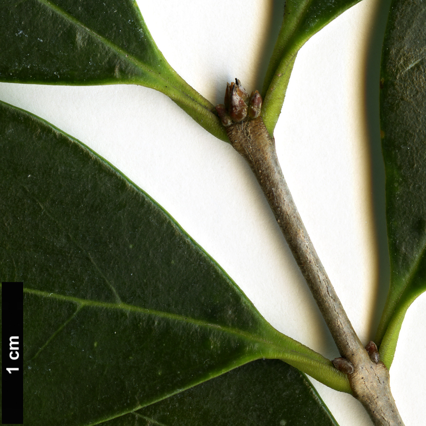 High resolution image: Family: Oleaceae - Genus: Ligustrum - Taxon: liukiuense High resolution image: Family: Oleaceae - Genus: Ligustrum - Taxon: liukiuense