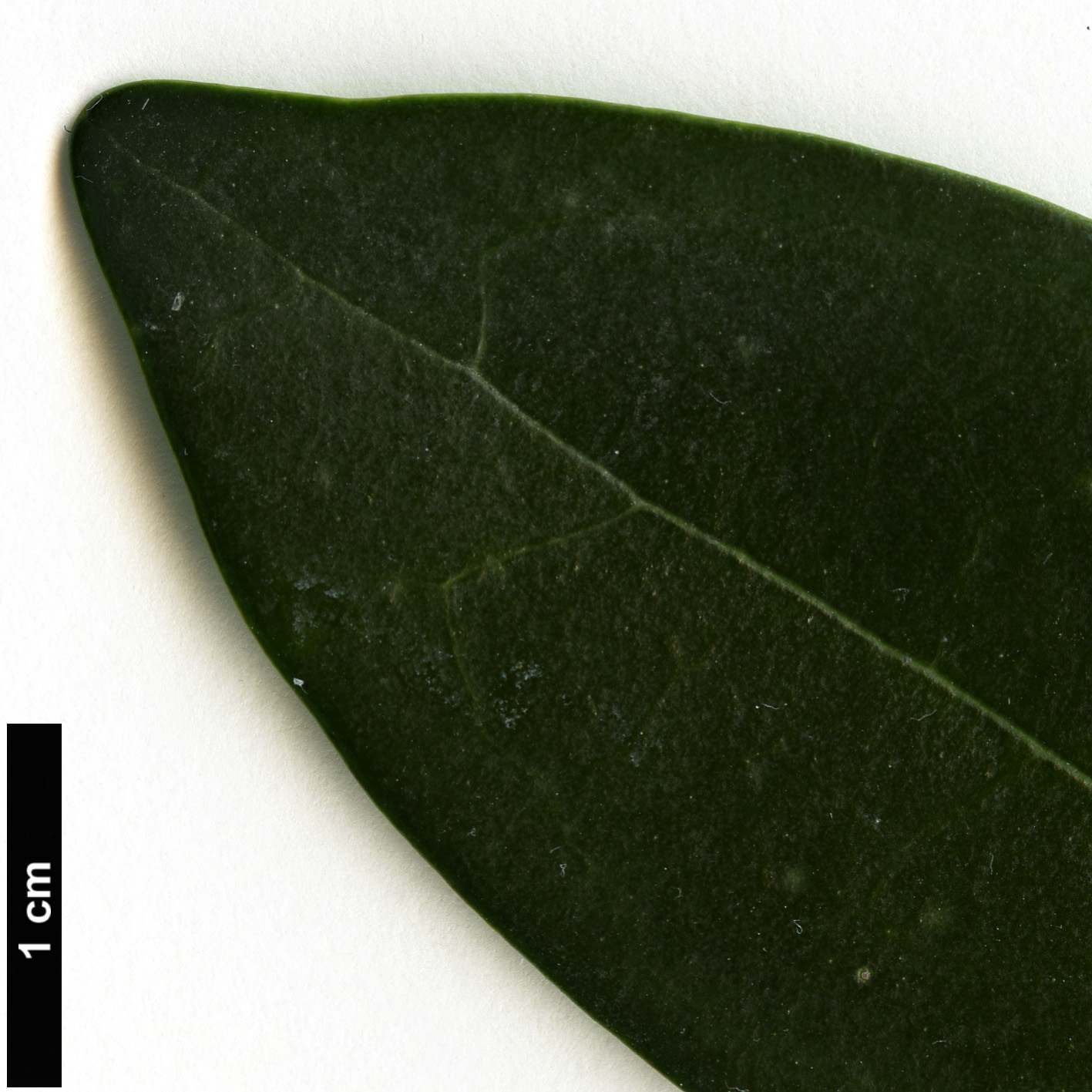 High resolution image: Family: Oleaceae - Genus: Ligustrum - Taxon: liukiuense