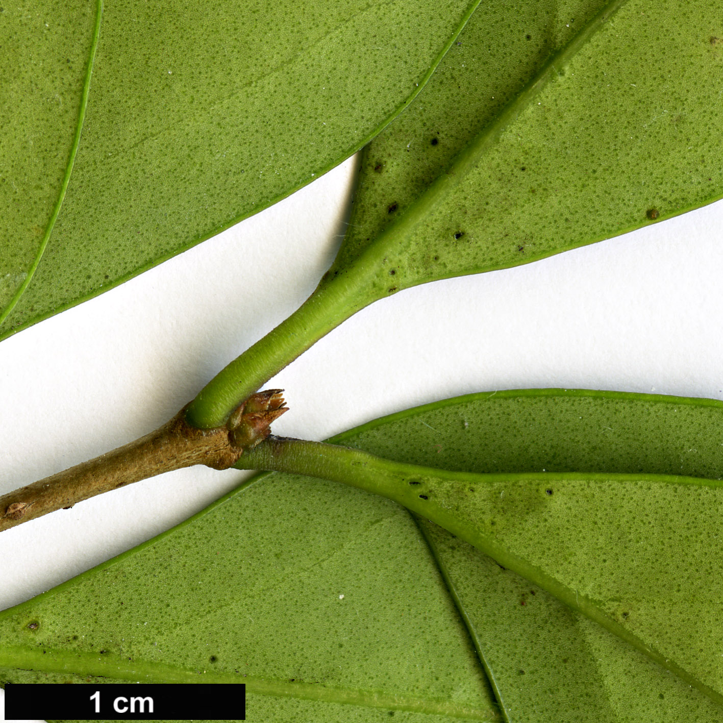 High resolution image: Family: Oleaceae - Genus: Ligustrum - Taxon: liukiuense