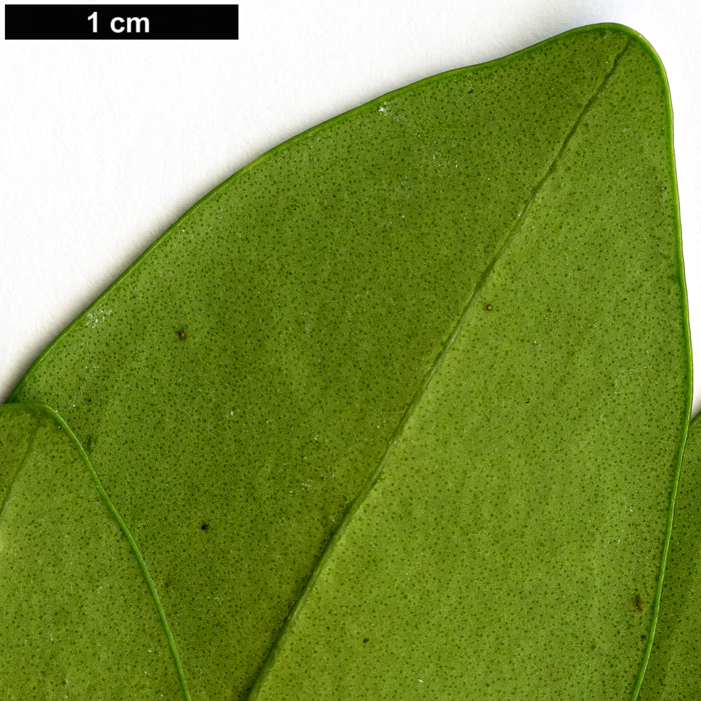 High resolution image: Family: Oleaceae - Genus: Ligustrum - Taxon: liukiuense High resolution image: Family: Oleaceae - Genus: Ligustrum - Taxon: liukiuense