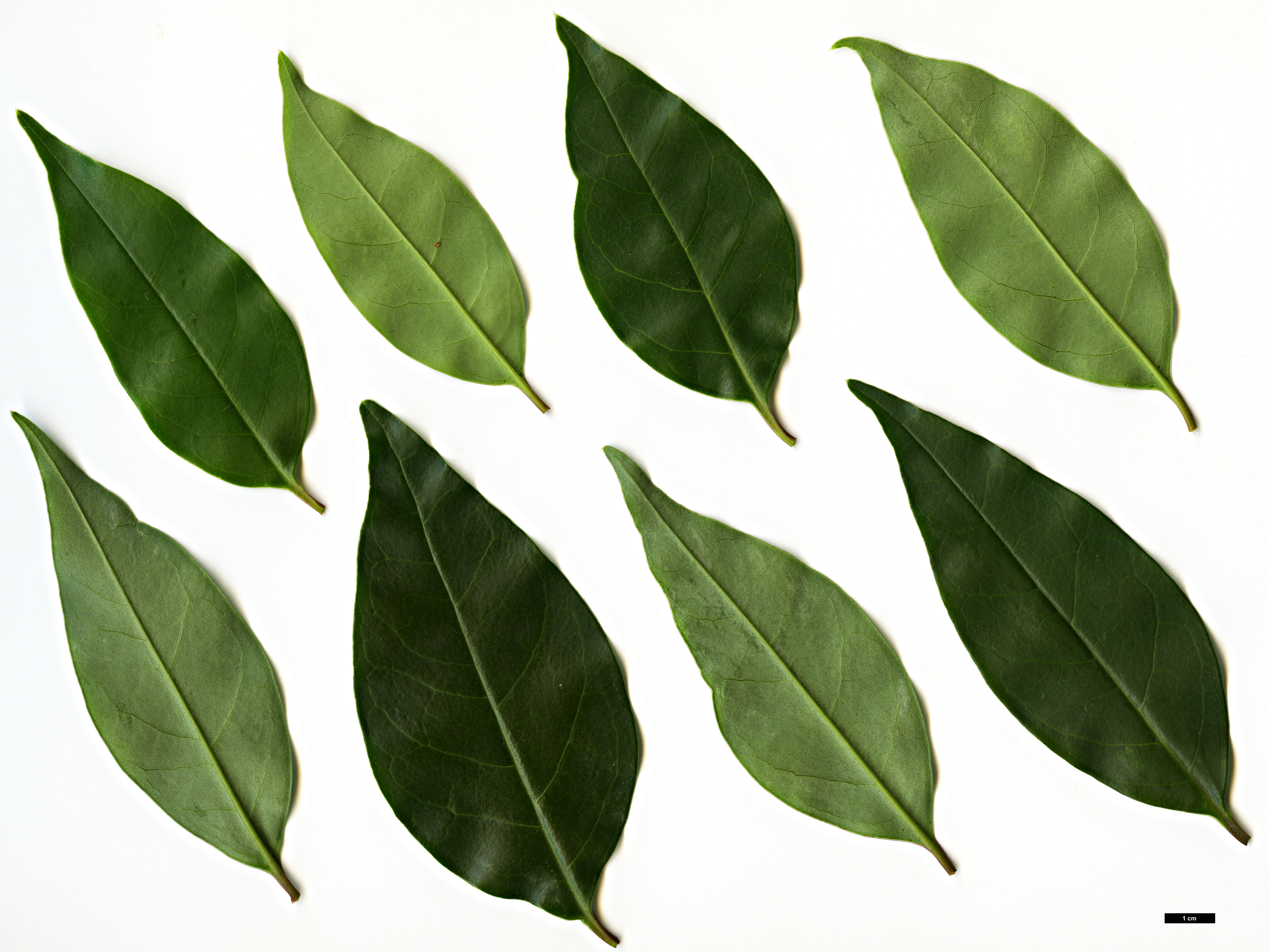 High resolution image: Family: Oleaceae - Genus: Ligustrum - Taxon: lucidum