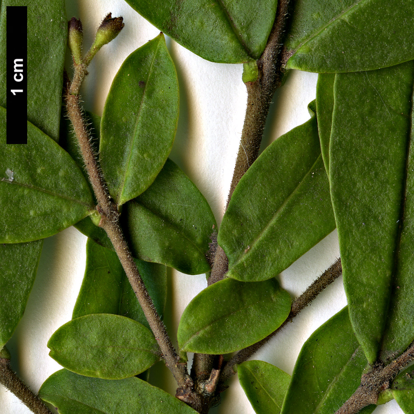 Family: Oleaceae - Genus: Ligustrum - Taxon: obtusifolium - SpeciesSub: var.  regelianum (High Resolution image - Identification Key)