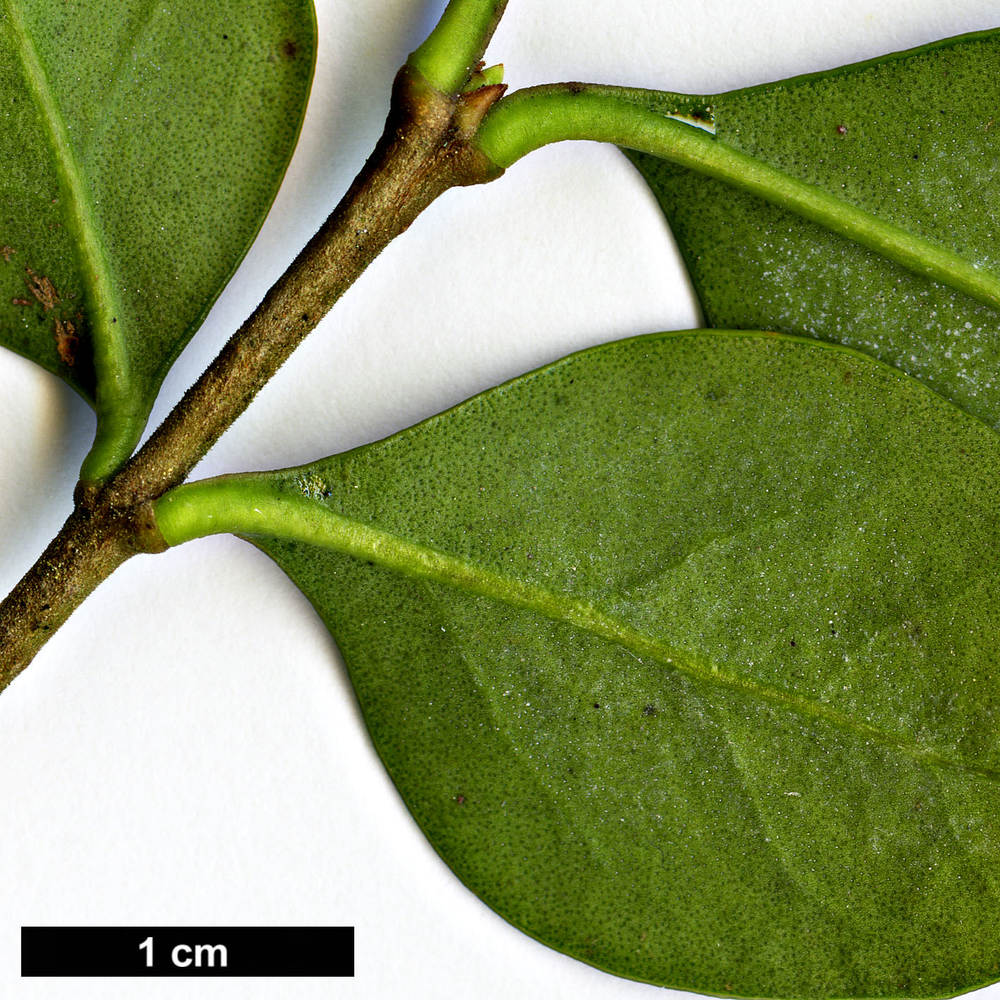 High resolution image: Family: Oleaceae - Genus: Ligustrum - Taxon: sempervirens