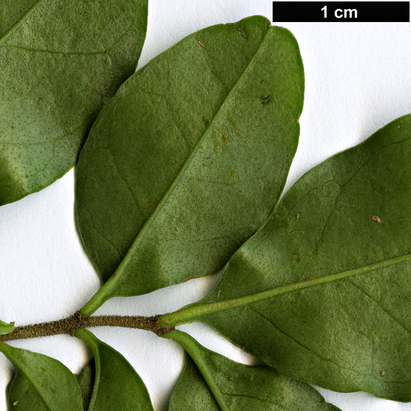 High resolution image: Family: Oleaceae - Genus: Ligustrum - Taxon: undulatum