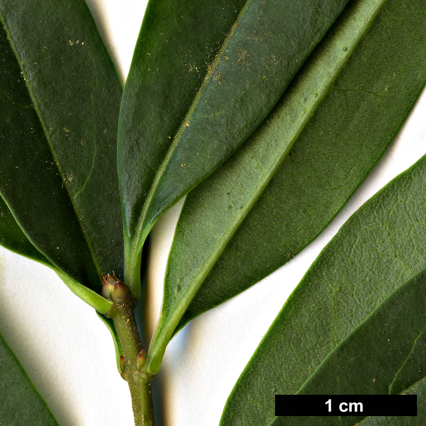 High resolution image: Family: Oleaceae - Genus: Ligustrum - Taxon: vulgare