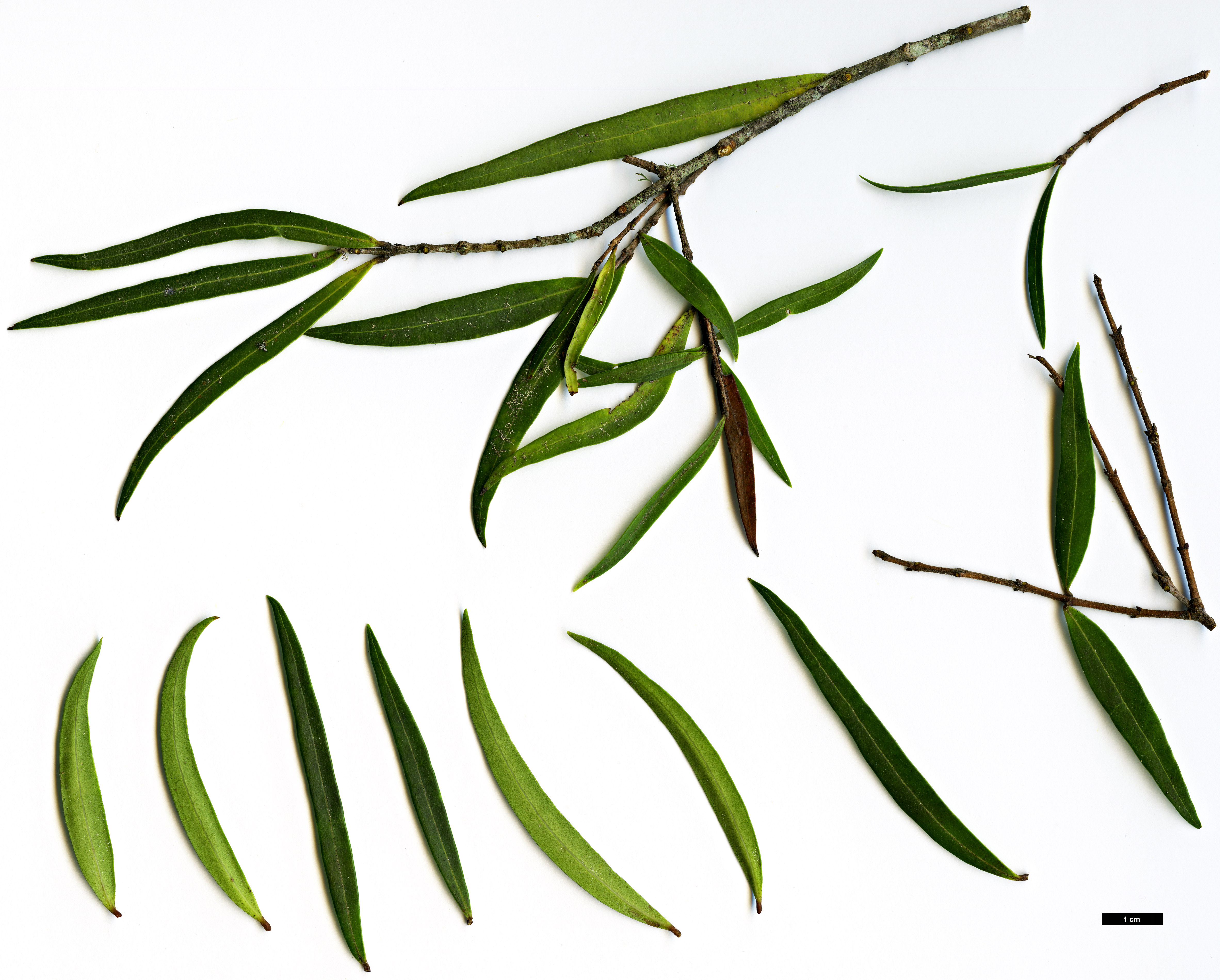 High resolution image: Family: Oleaceae - Genus: Nestegis - Taxon: montana High resolution image: Family: Oleaceae - Genus: Nestegis - Taxon: montana