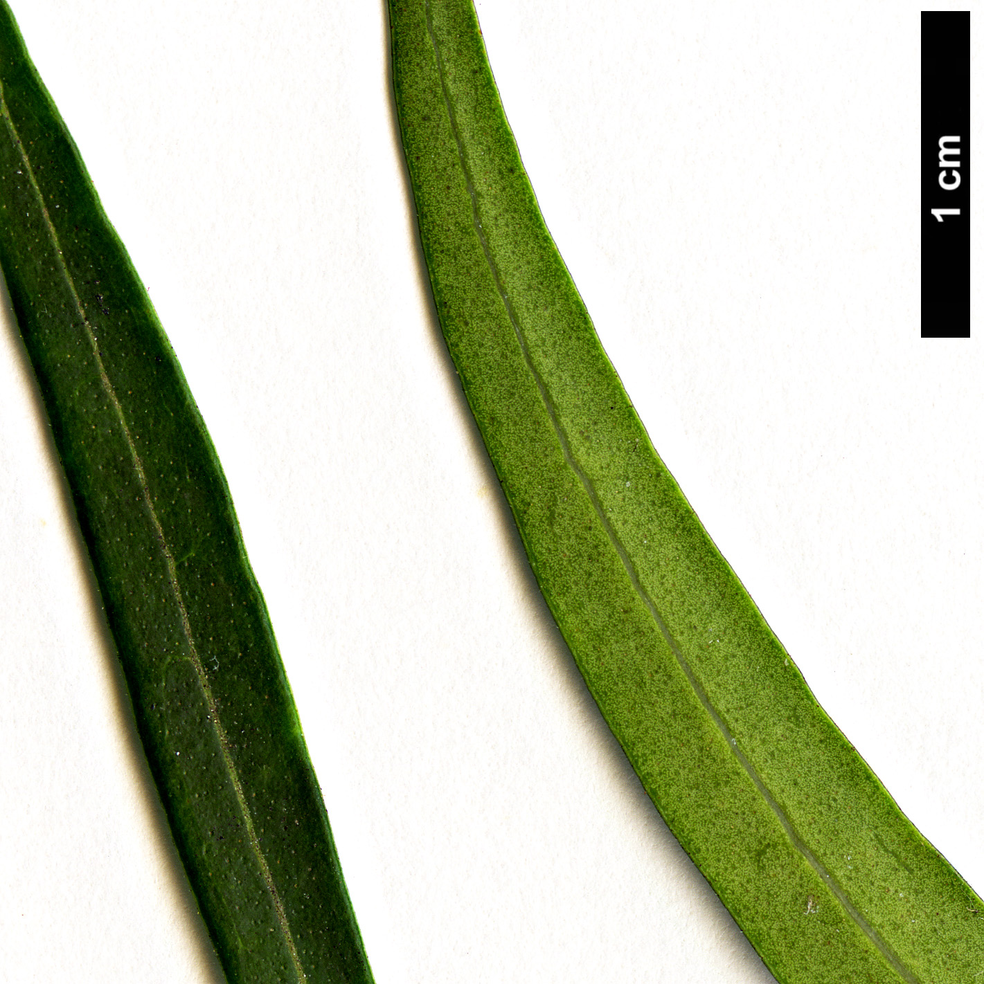 High resolution image: Family: Oleaceae - Genus: Nestegis - Taxon: montana High resolution image: Family: Oleaceae - Genus: Nestegis - Taxon: montana