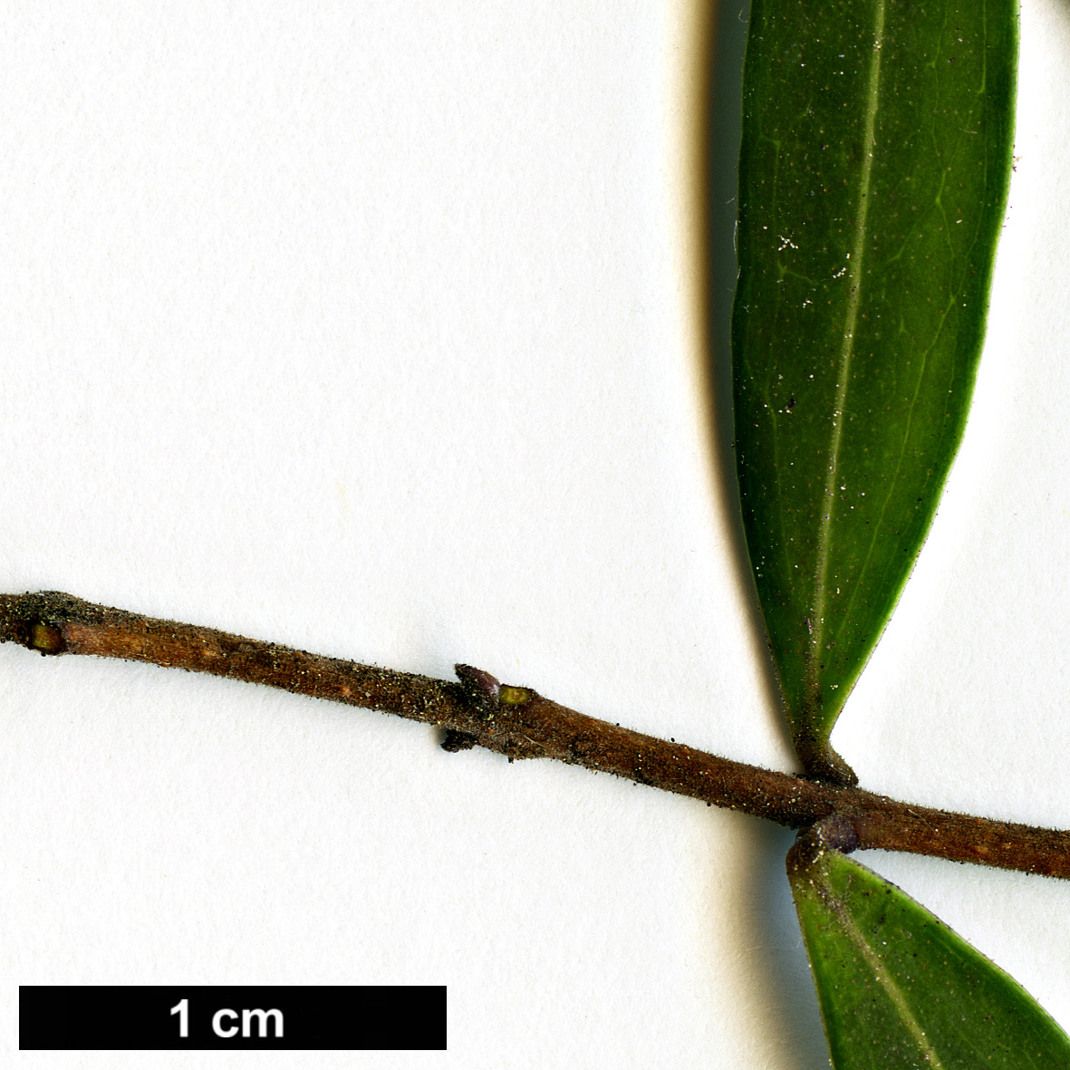 High resolution image: Family: Oleaceae - Genus: Nestegis - Taxon: montana High resolution image: Family: Oleaceae - Genus: Nestegis - Taxon: montana