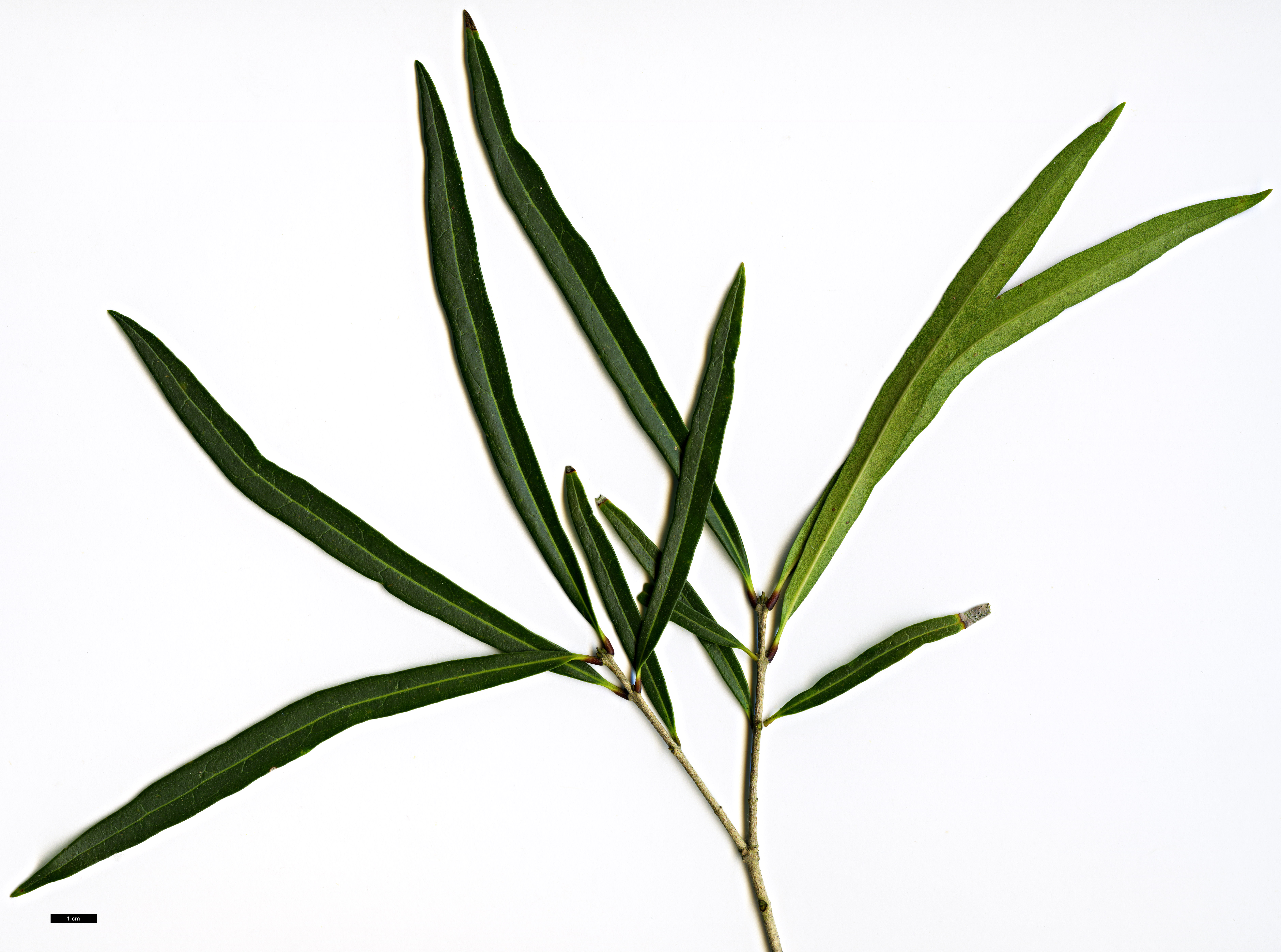 High resolution image: Family: Oleaceae - Genus: Nestegis - Taxon: montana High resolution image: Family: Oleaceae - Genus: Nestegis - Taxon: montana