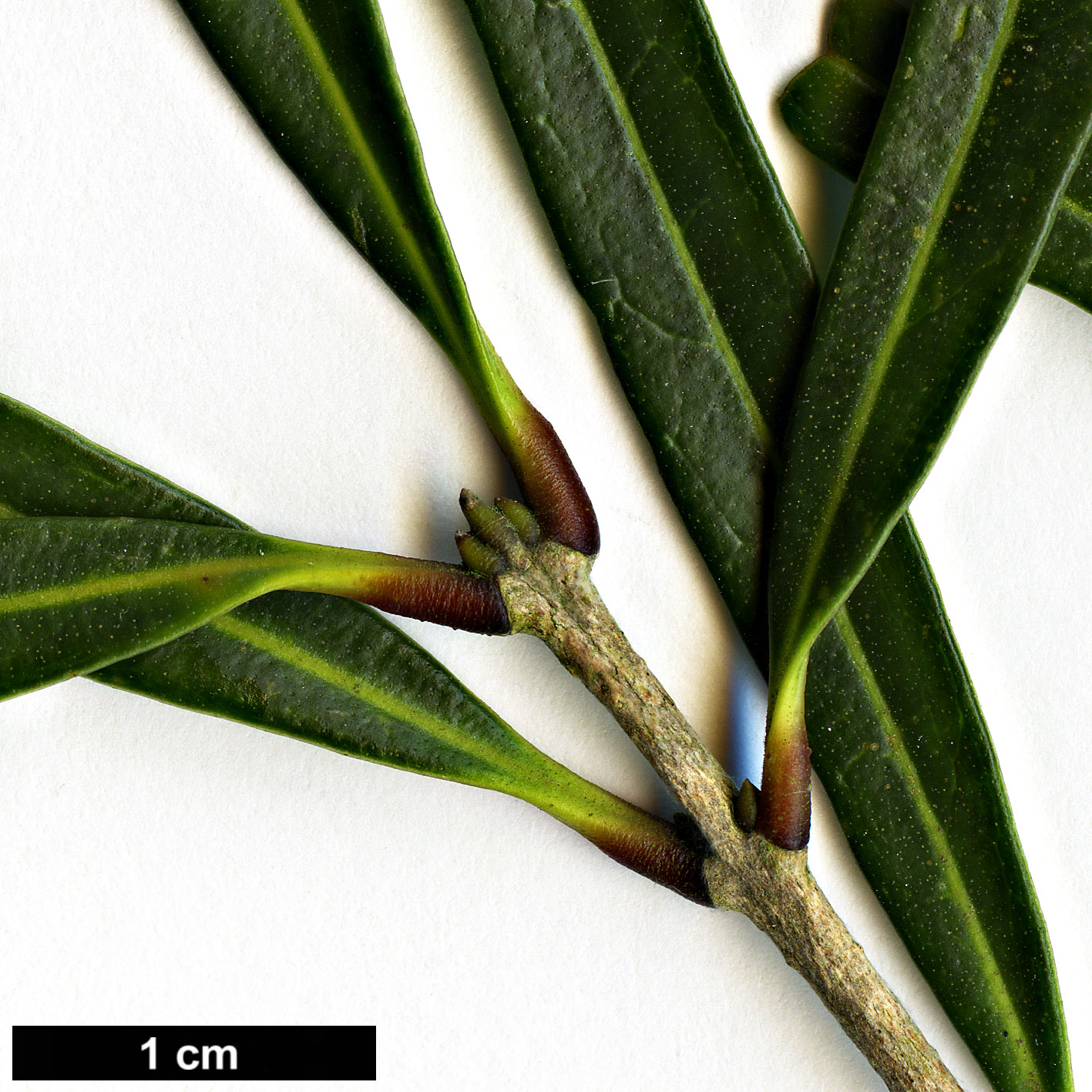 High resolution image: Family: Oleaceae - Genus: Nestegis - Taxon: montana High resolution image: Family: Oleaceae - Genus: Nestegis - Taxon: montana