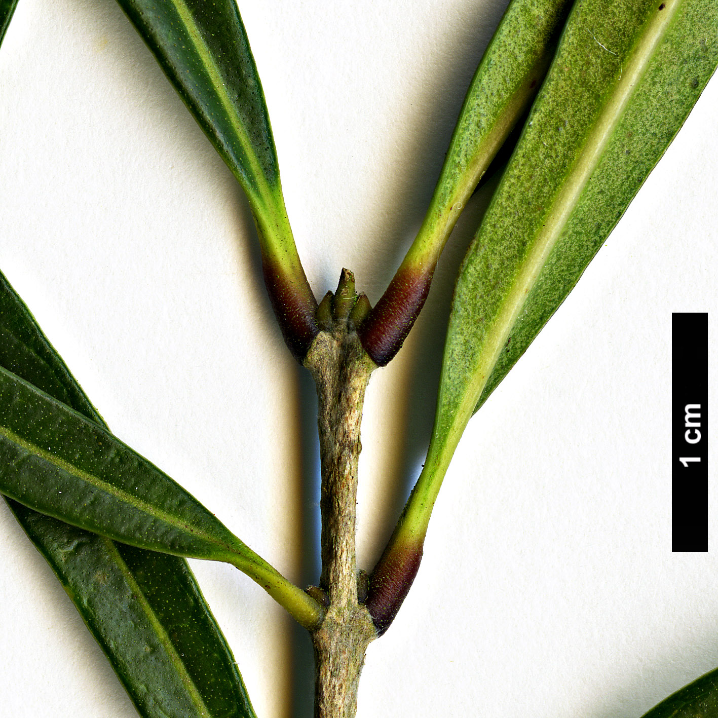 High resolution image: Family: Oleaceae - Genus: Nestegis - Taxon: montana High resolution image: Family: Oleaceae - Genus: Nestegis - Taxon: montana