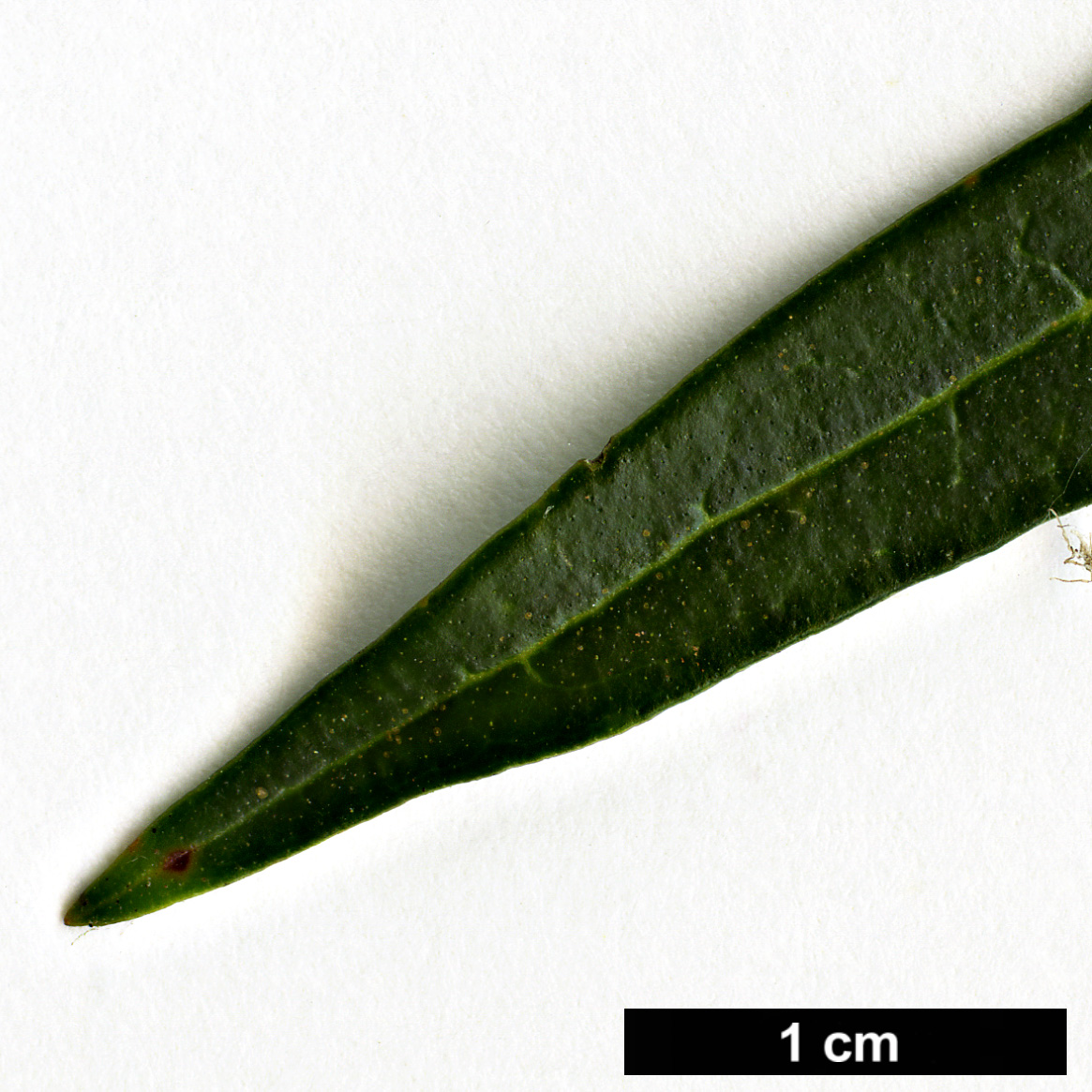 High resolution image: Family: Oleaceae - Genus: Nestegis - Taxon: montana High resolution image: Family: Oleaceae - Genus: Nestegis - Taxon: montana