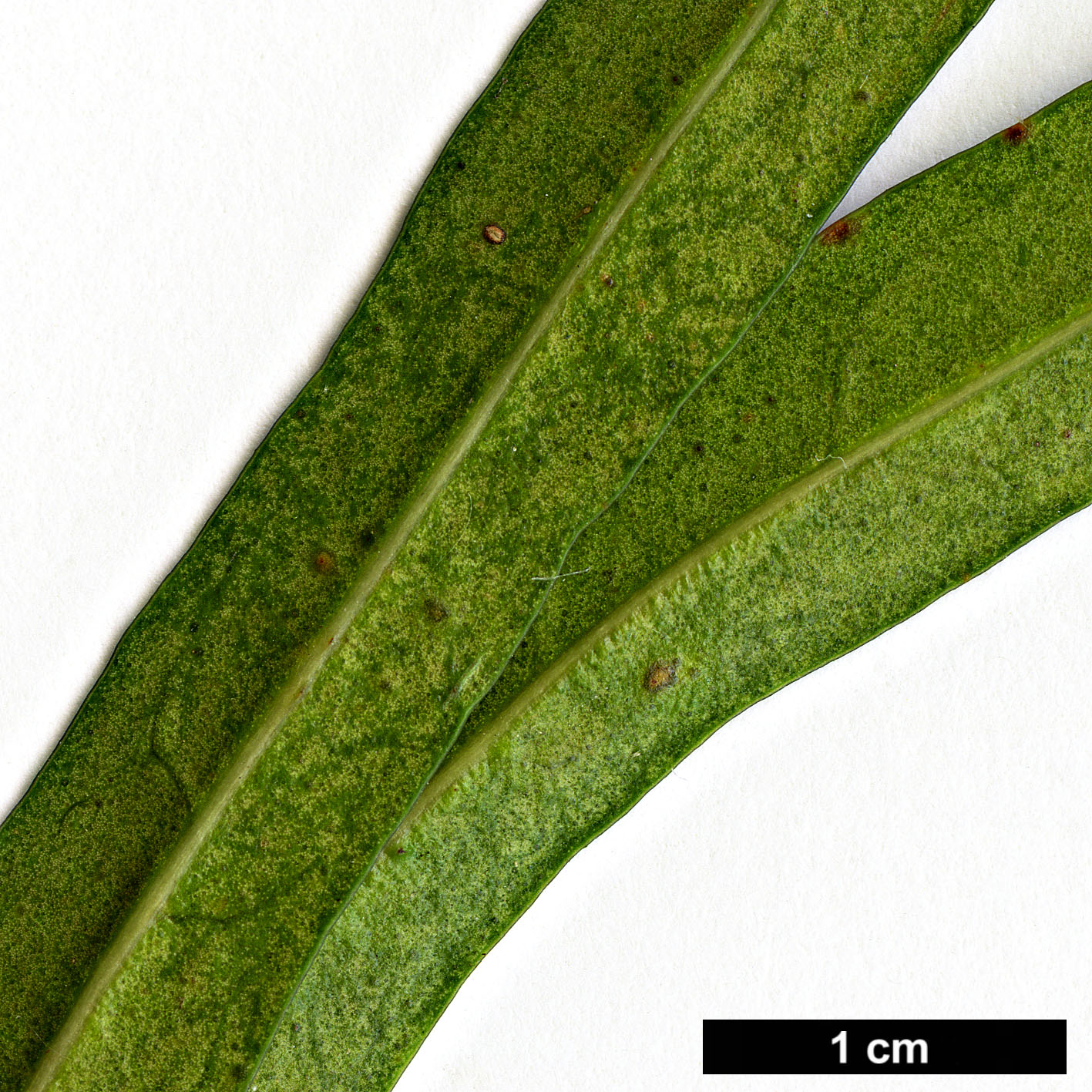 High resolution image: Family: Oleaceae - Genus: Nestegis - Taxon: montana High resolution image: Family: Oleaceae - Genus: Nestegis - Taxon: montana