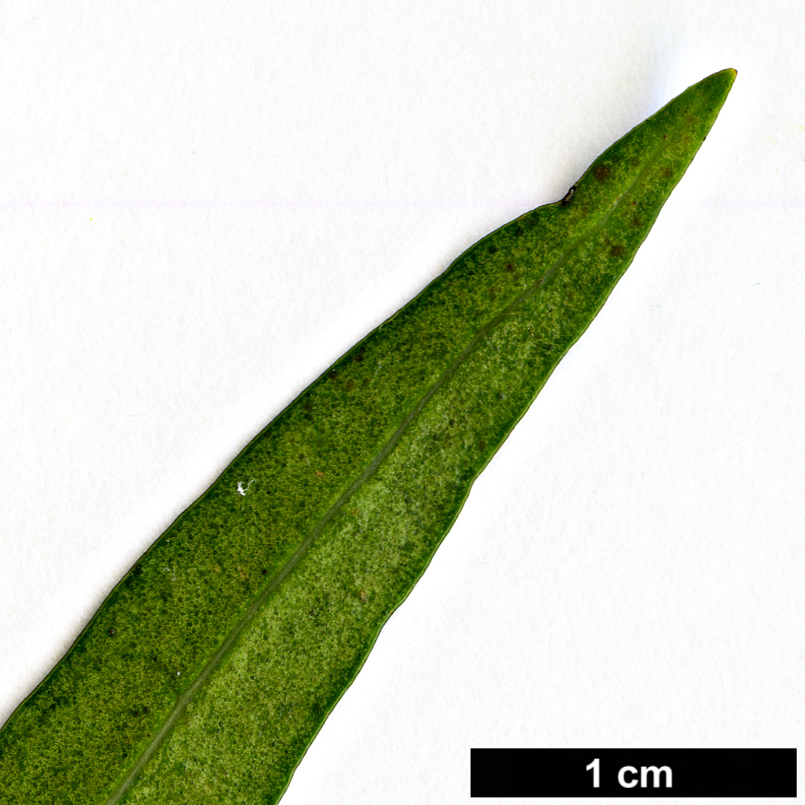 High resolution image: Family: Oleaceae - Genus: Nestegis - Taxon: montana High resolution image: Family: Oleaceae - Genus: Nestegis - Taxon: montana