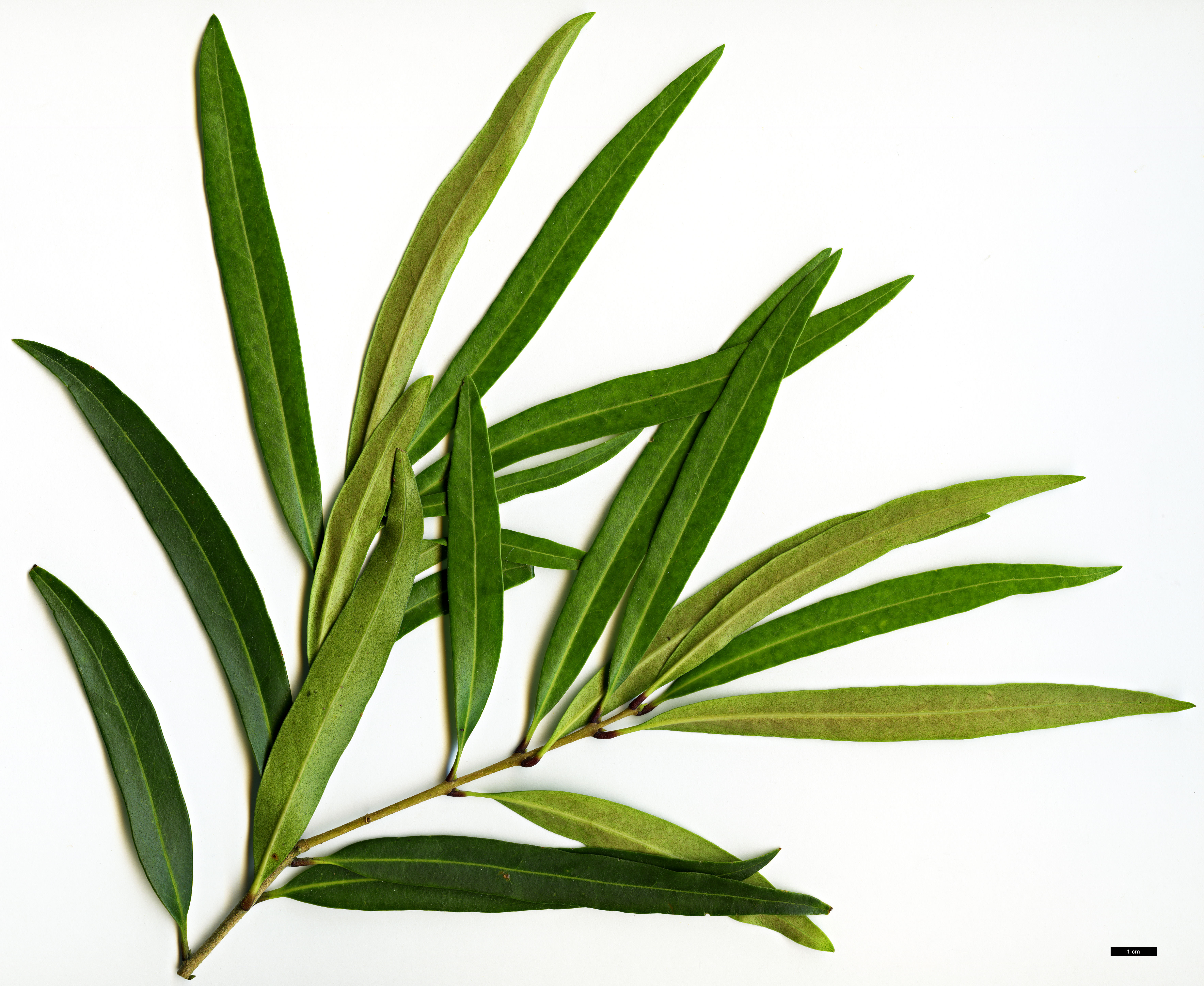 High resolution image: Family: Oleaceae - Genus: Nestegis - Taxon: montana High resolution image: Family: Oleaceae - Genus: Nestegis - Taxon: montana