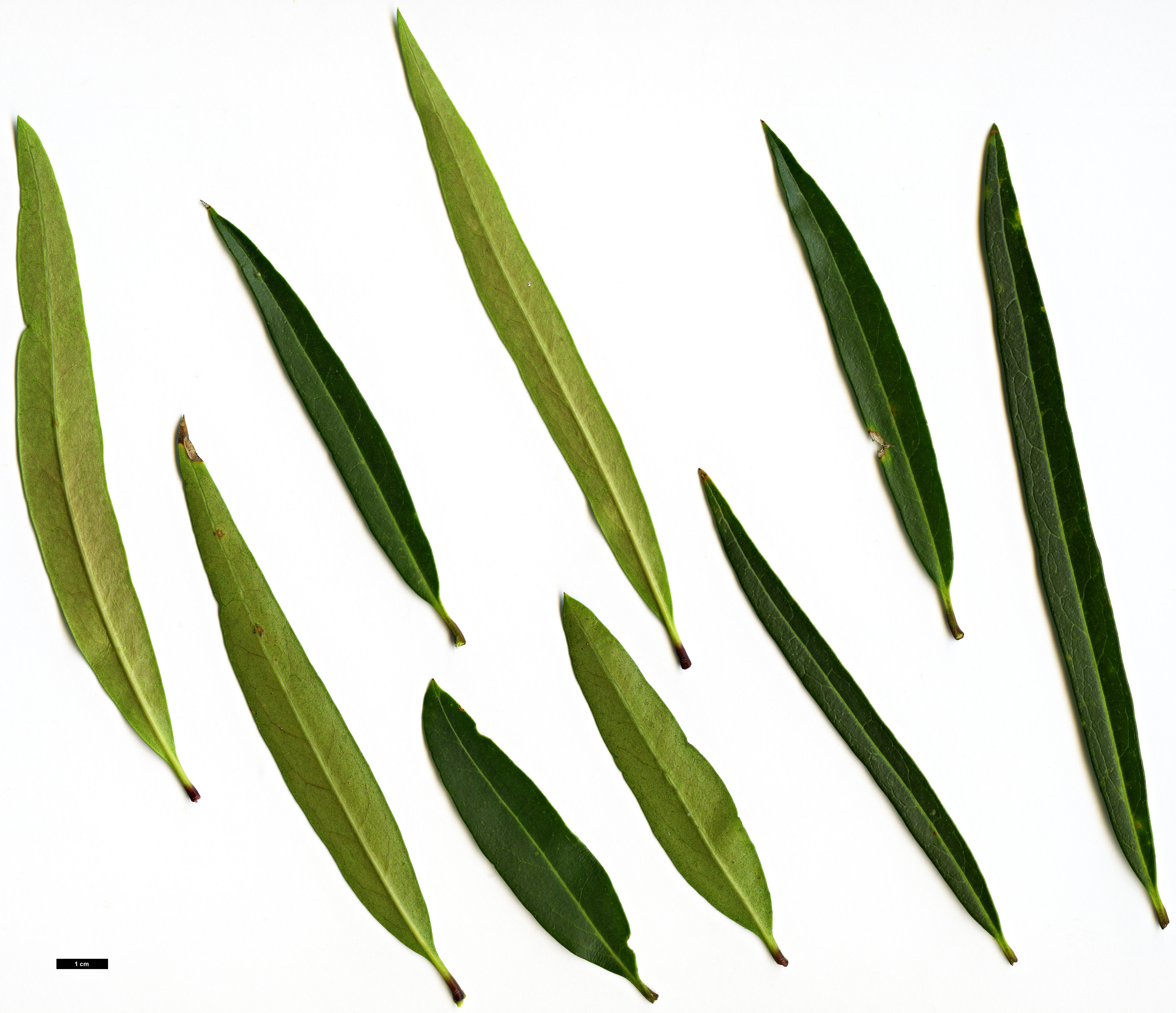 High resolution image: Family: Oleaceae - Genus: Nestegis - Taxon: montana High resolution image: Family: Oleaceae - Genus: Nestegis - Taxon: montana